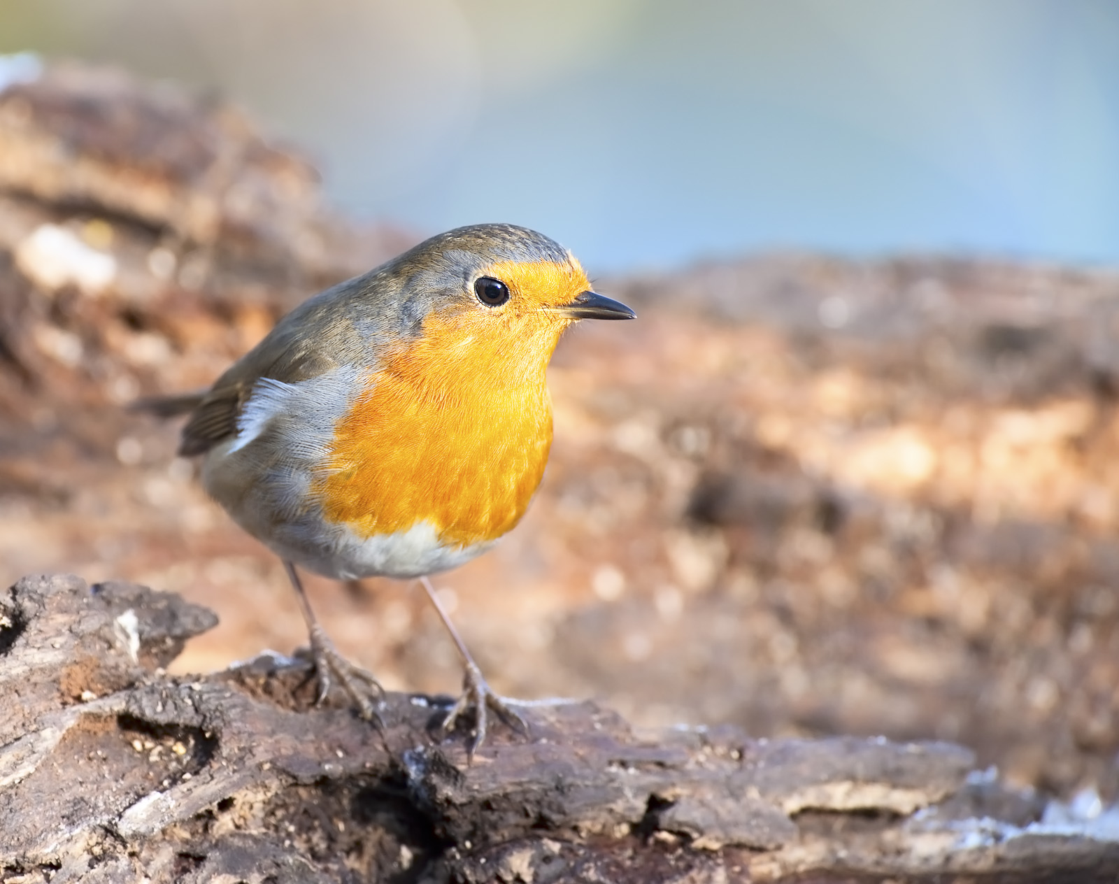 Robin in search...