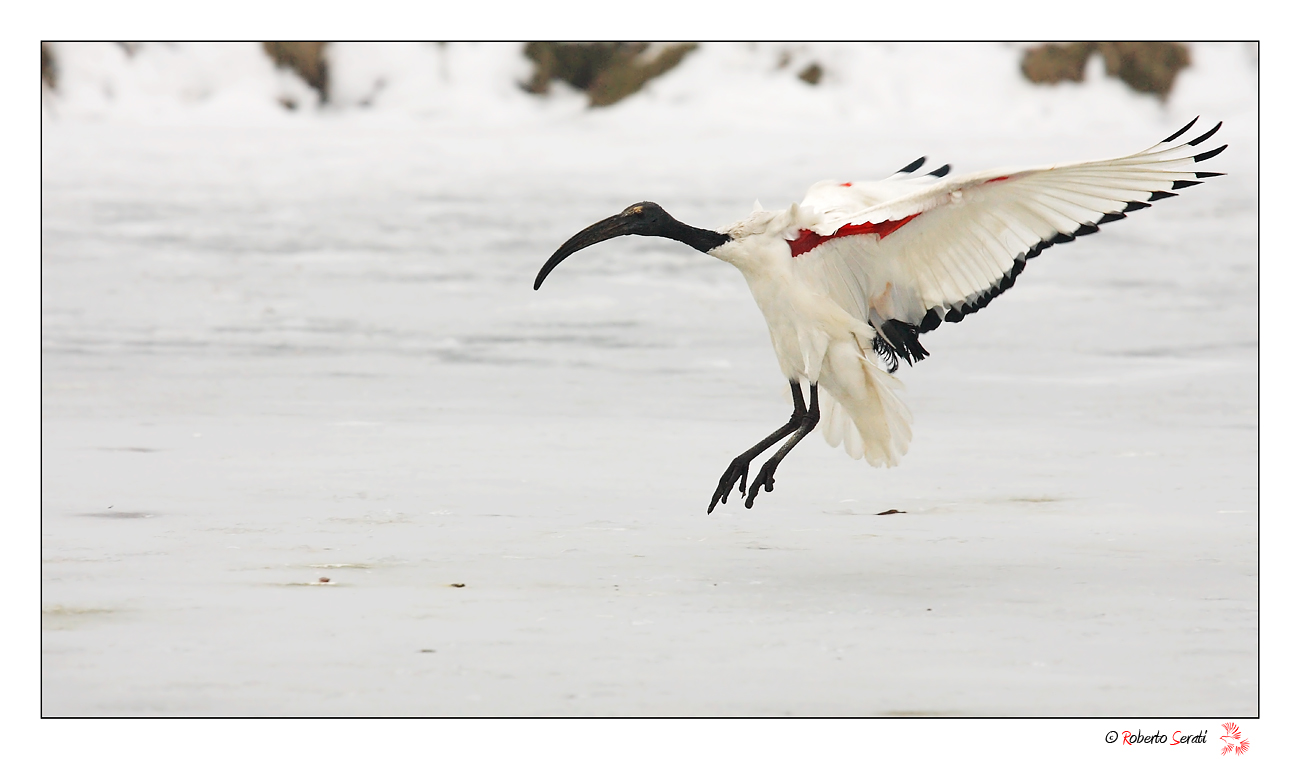 L 'ibis and snow...