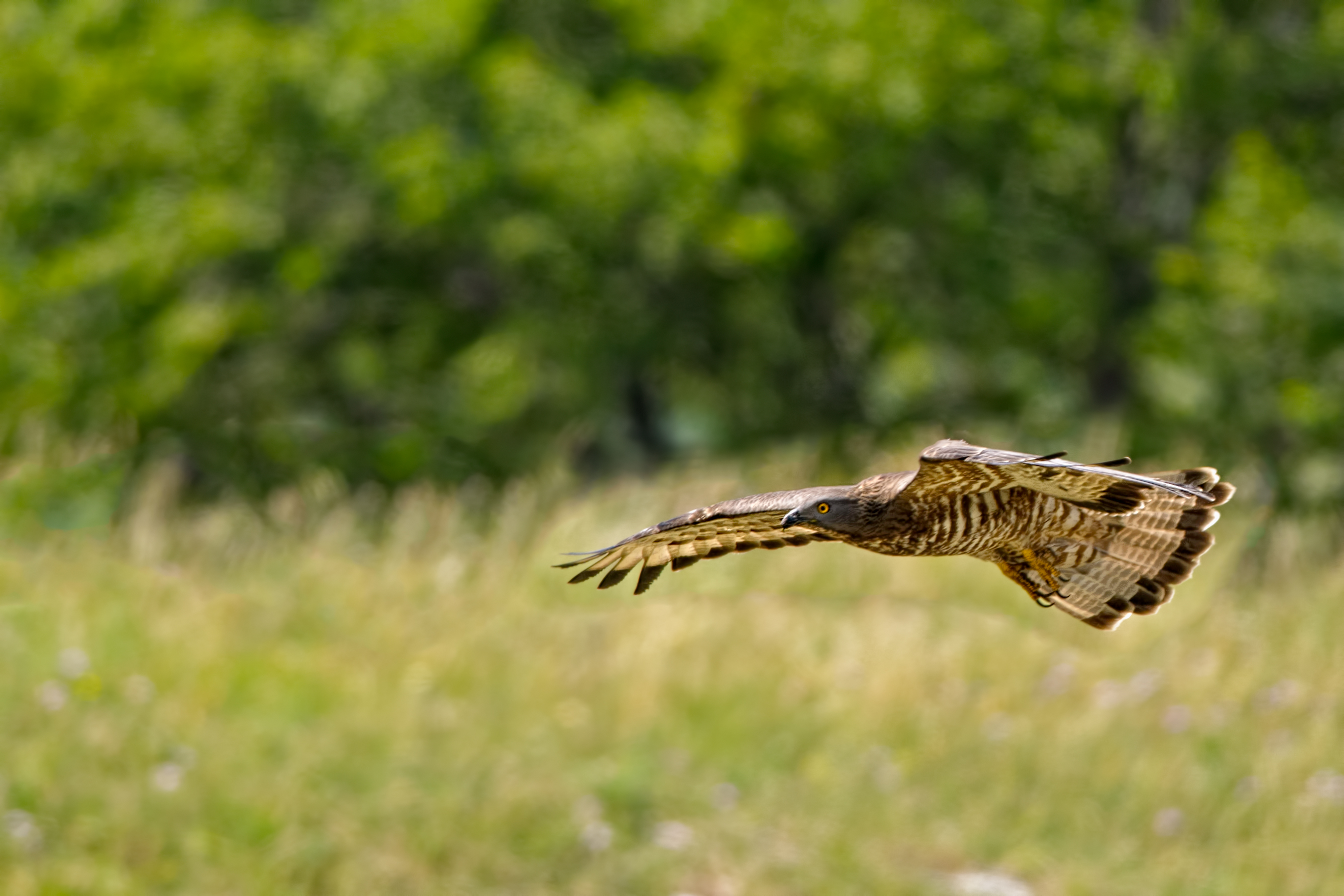 Falco pecchiaiolo (Pernis apivorus)...