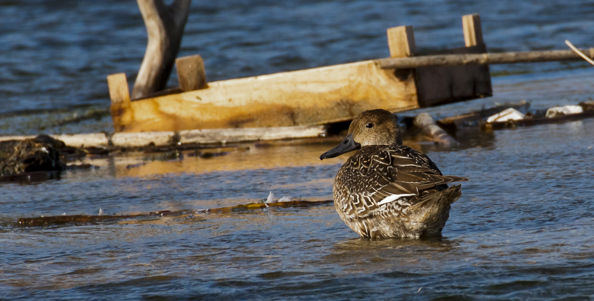 Wigeon...