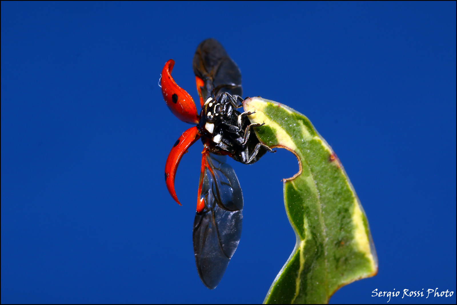 Ladybug...