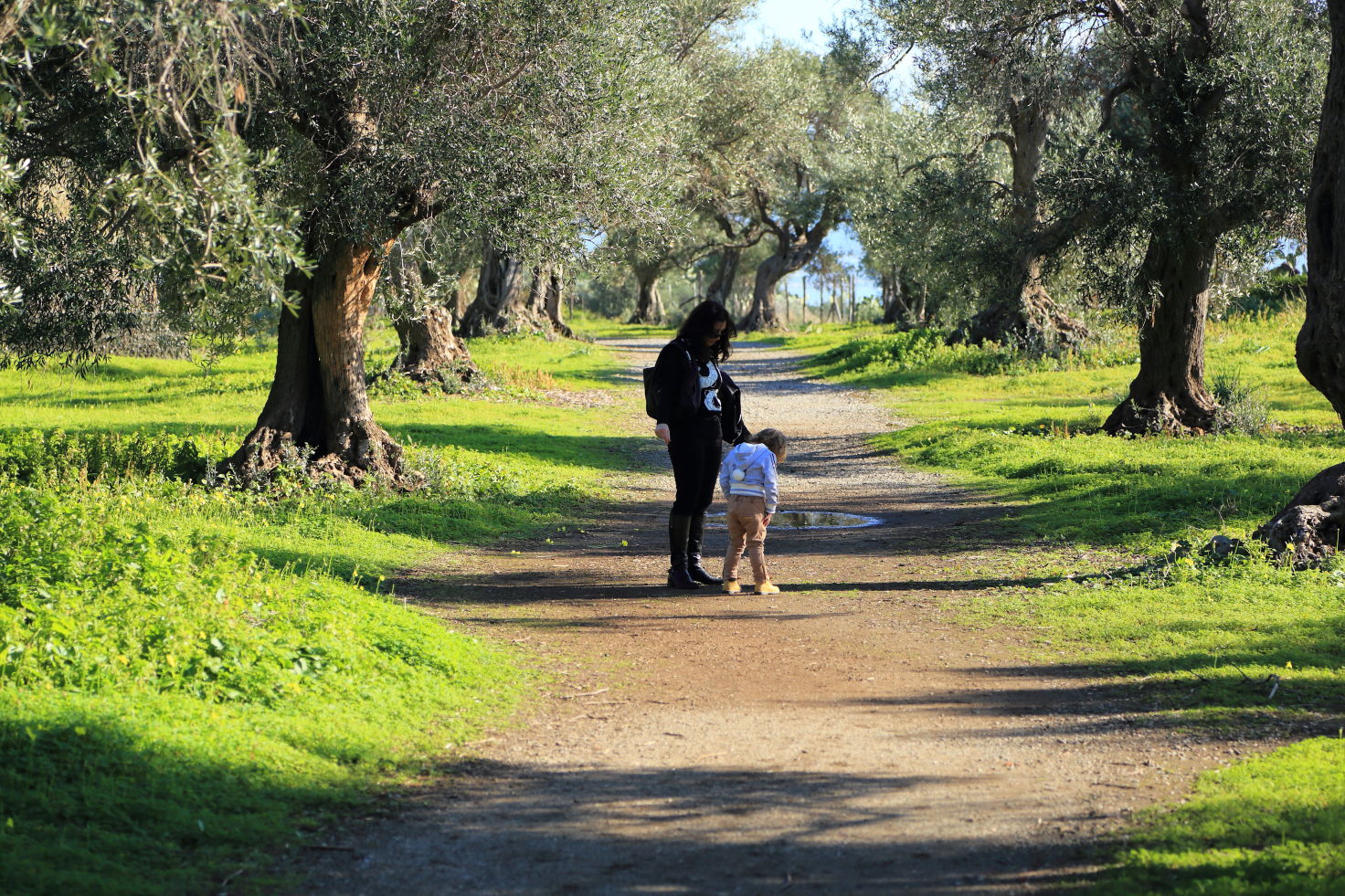 passeggiata tra gli ulivi...
