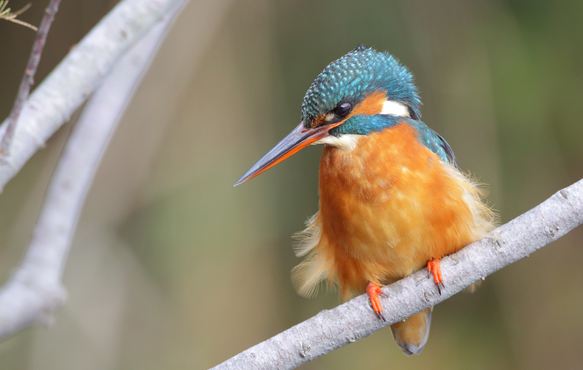 Gone with the wind (female kingfisher)...