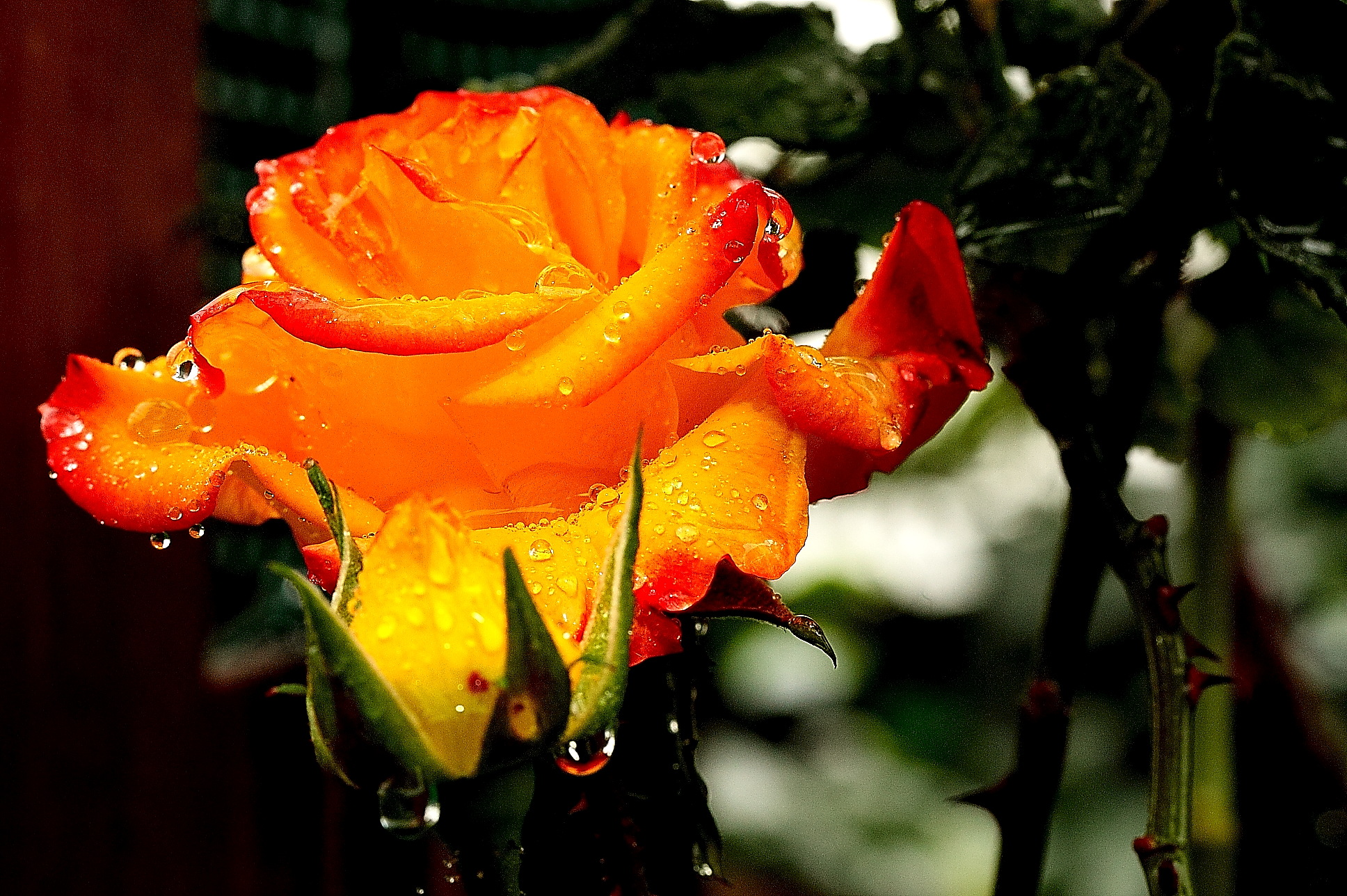 It's raining on my rose-...