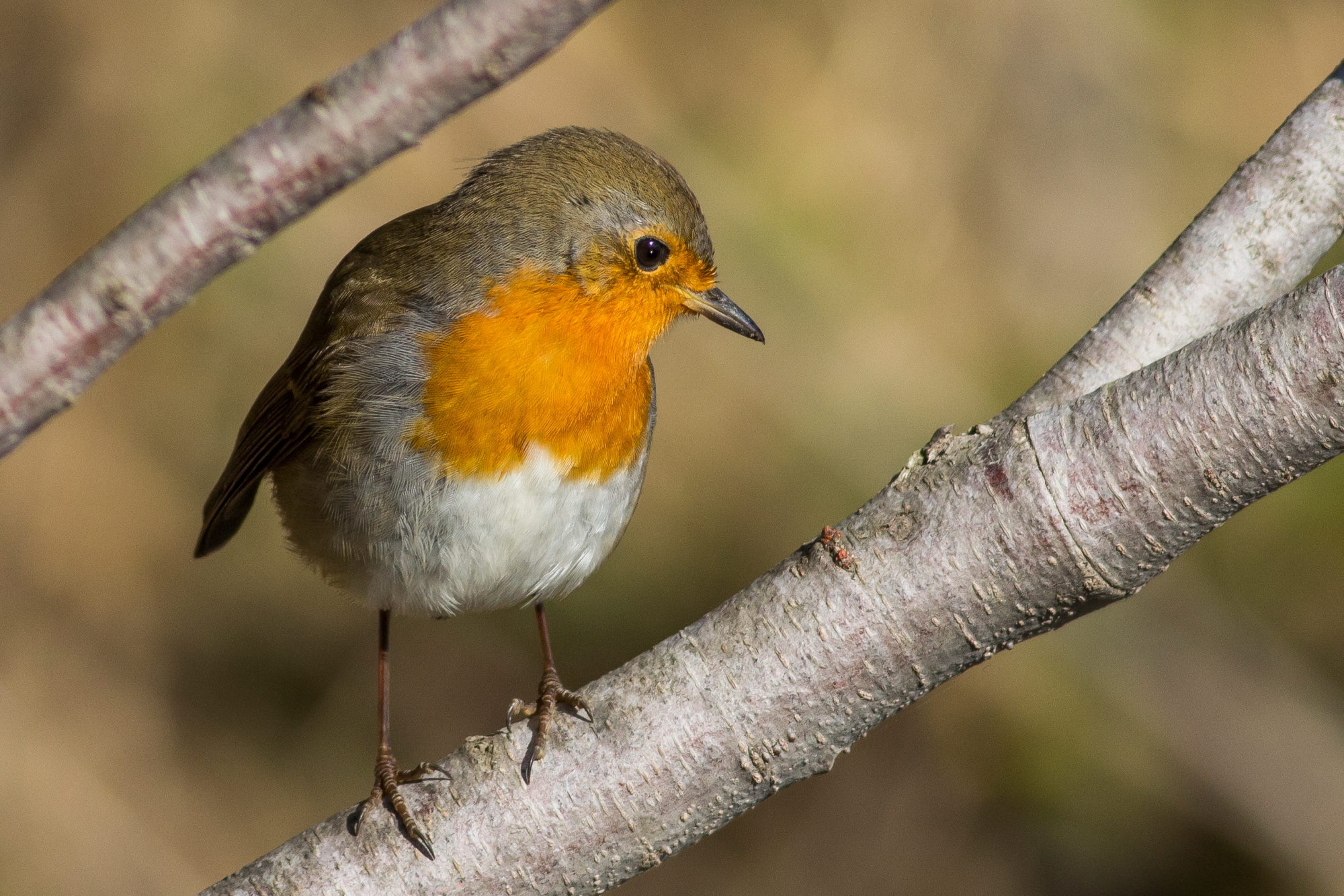 Robin...