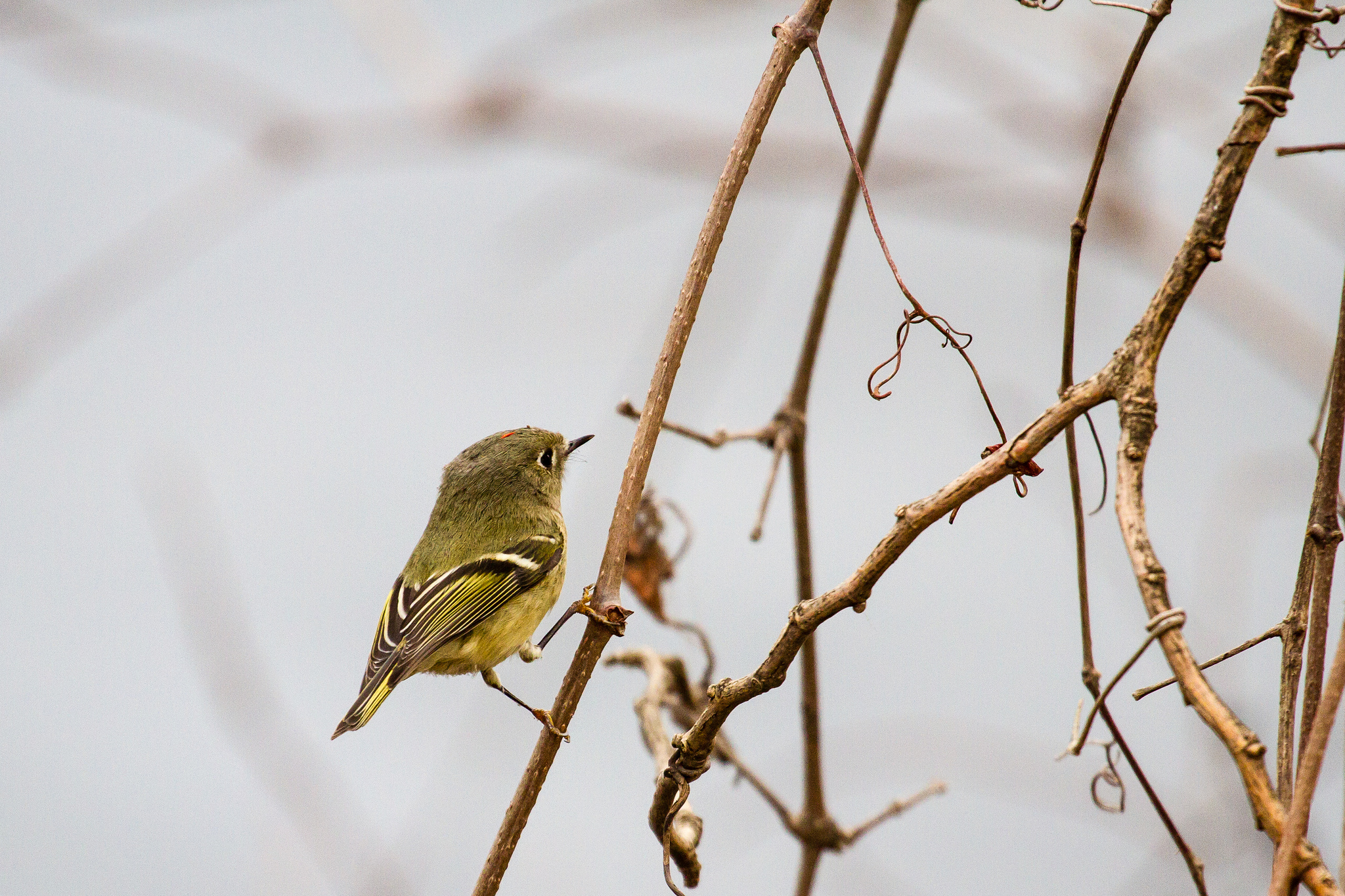 Yellow-bellied Flycatcher...