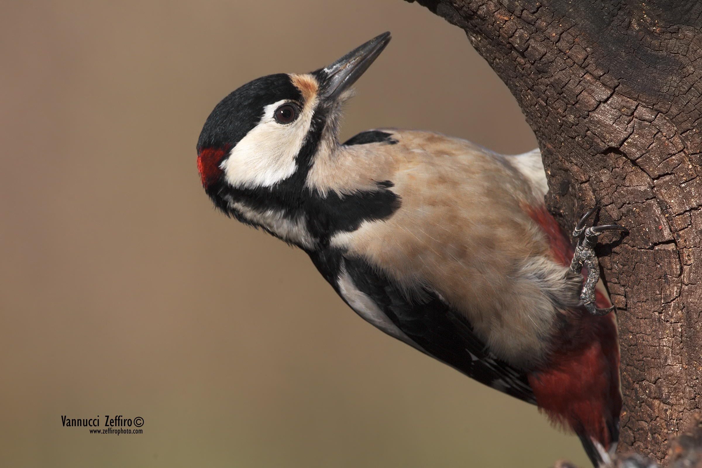 woodpecker...