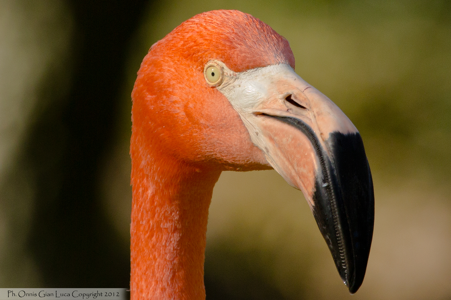 Red flamingo...
