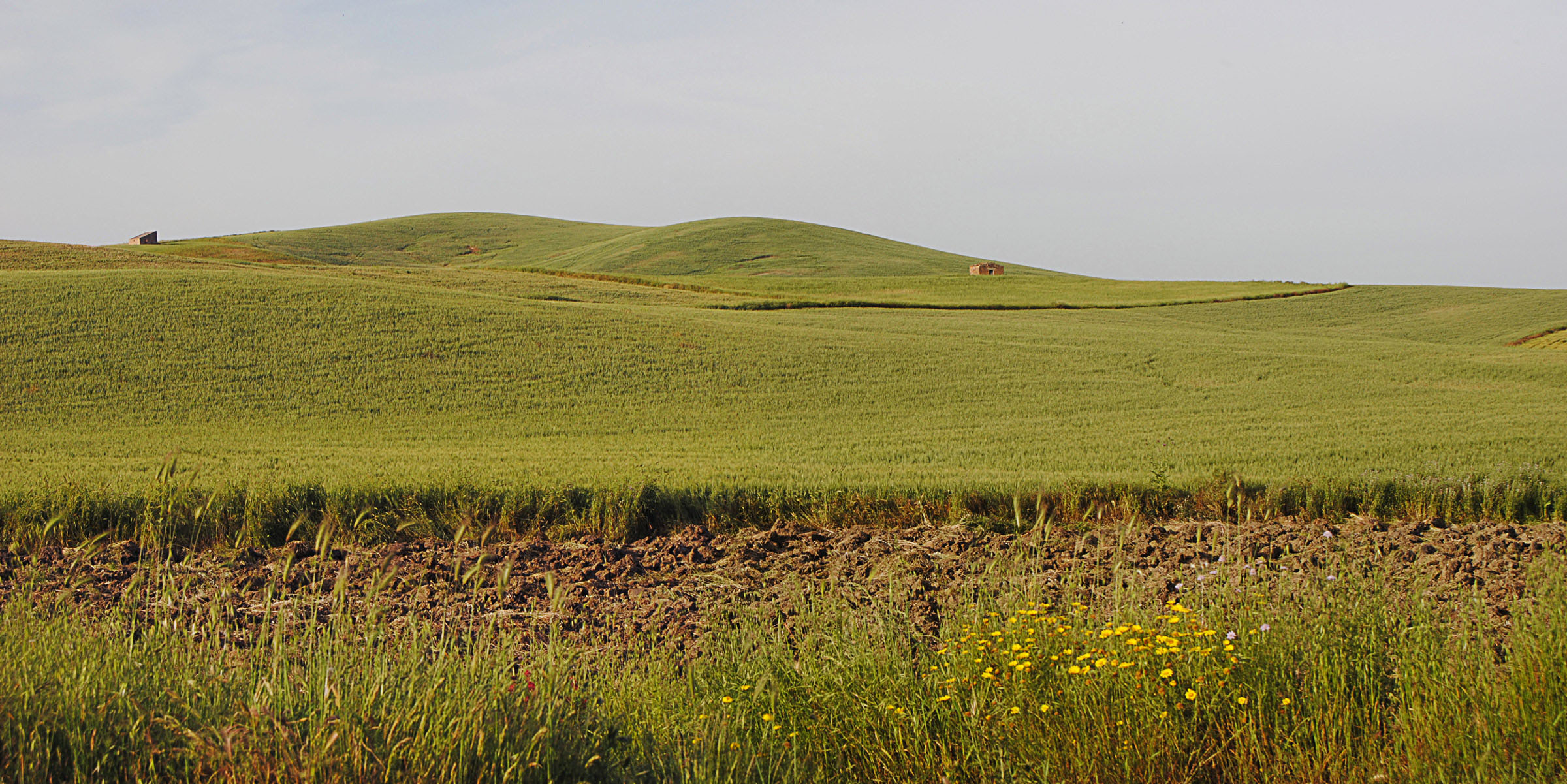 Campo di grano...