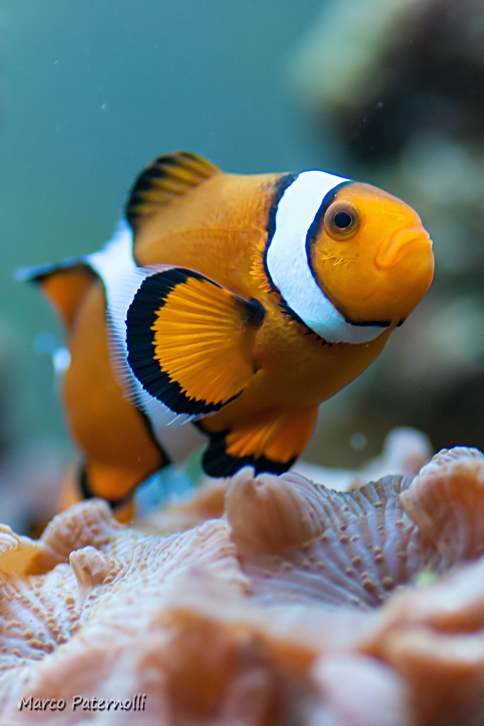 Giovanni (acquario)...
