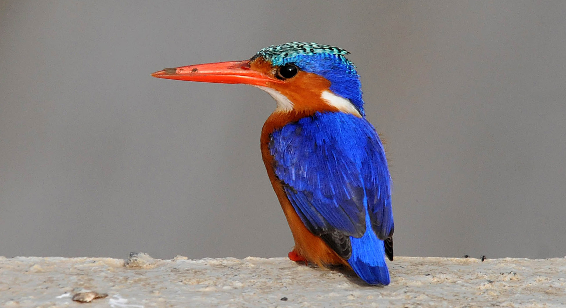 Malachite Kingfisher = Ethiopia - Tana Lake - Kunzila...