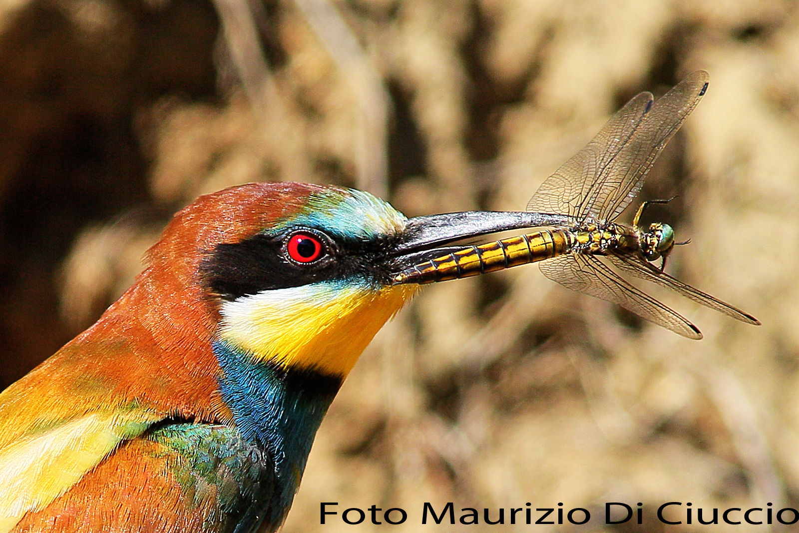 gruccione con libellula...