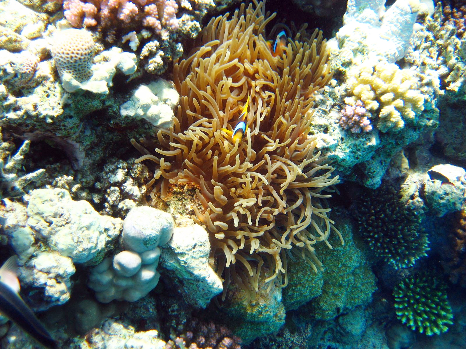 Red Sea - Nemo...