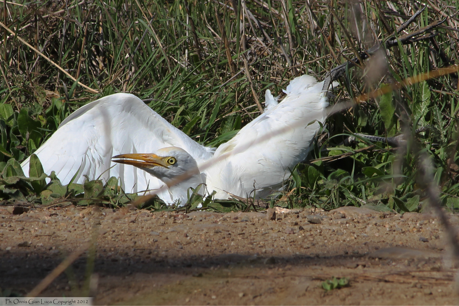 White Heron landed from Poiana...