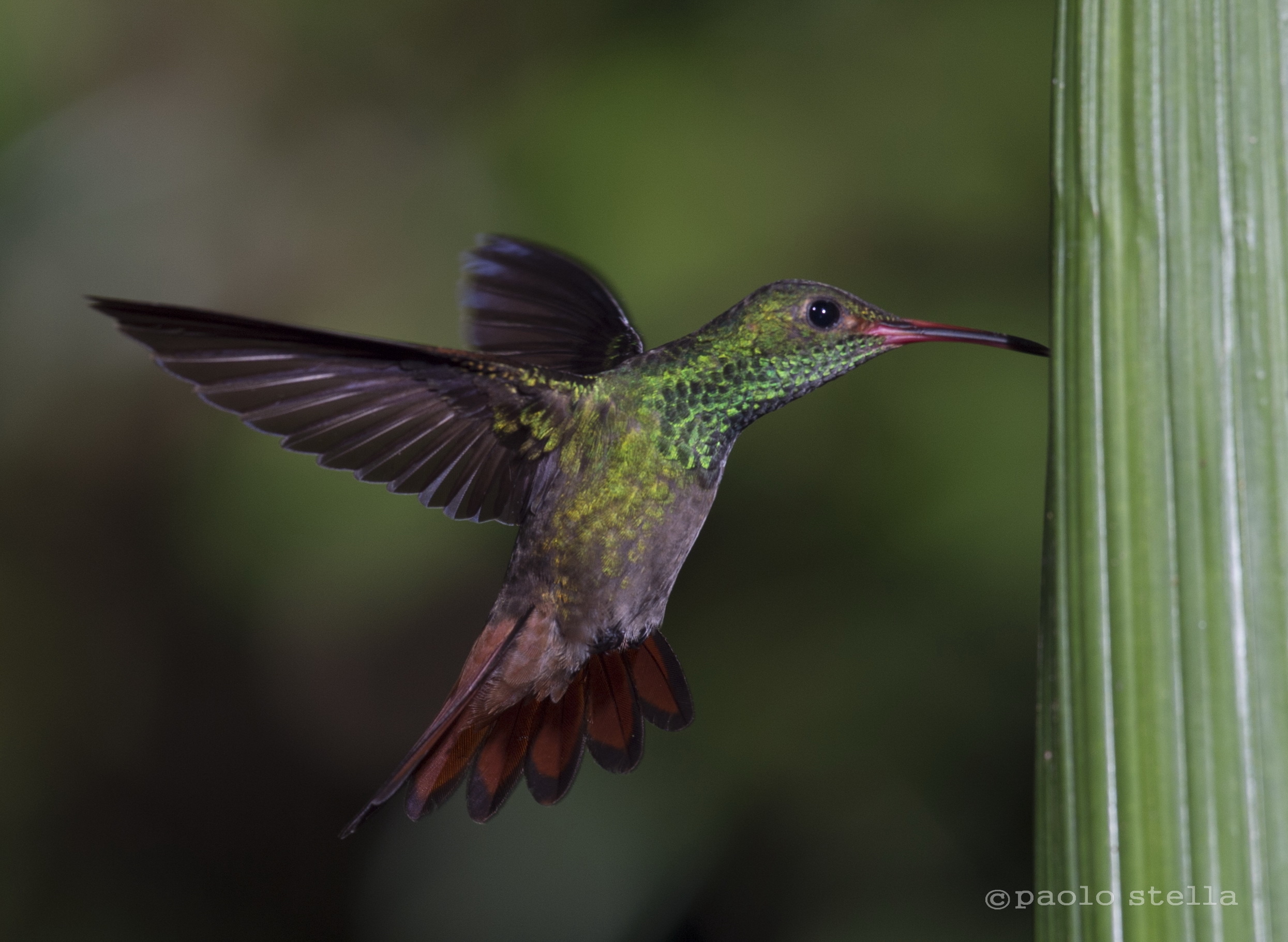 drinking (Rufous-tailed Hummingbird)...