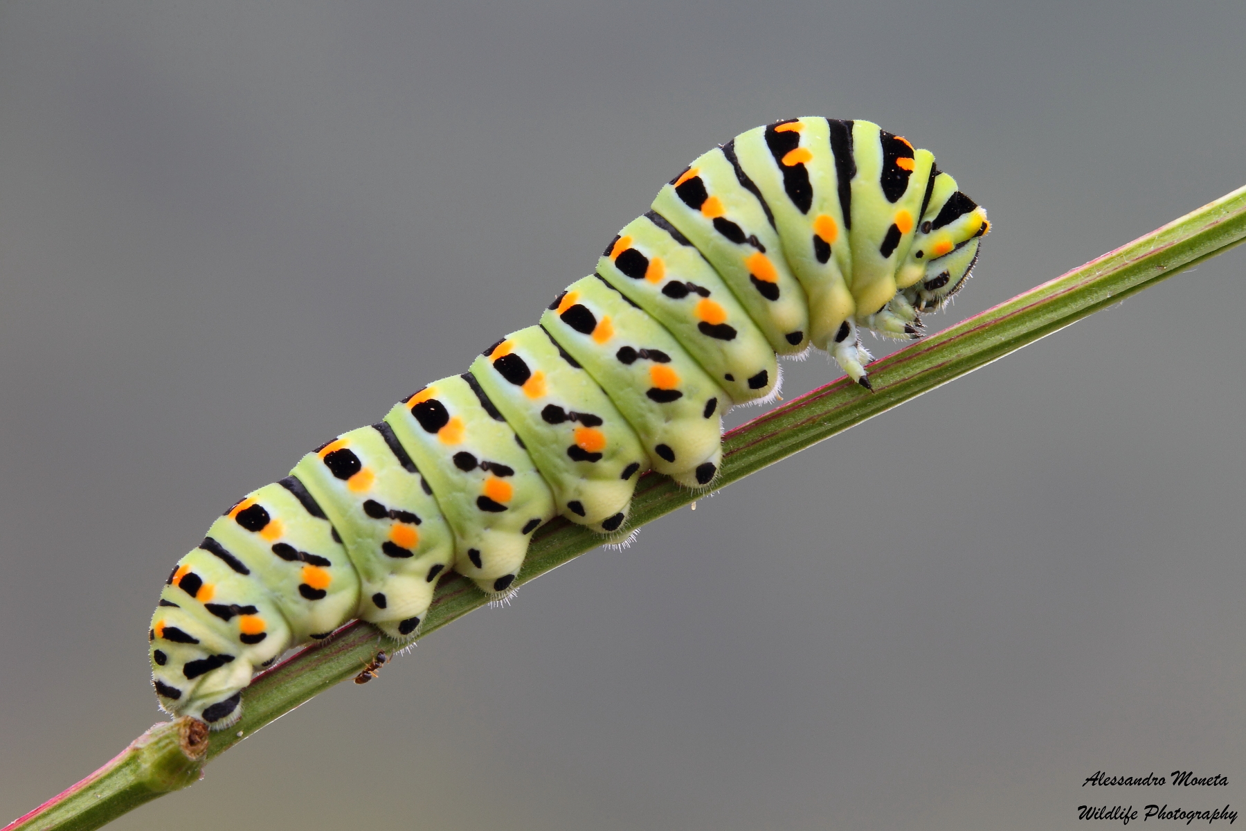 Swallowtail caterpillar with small guest...