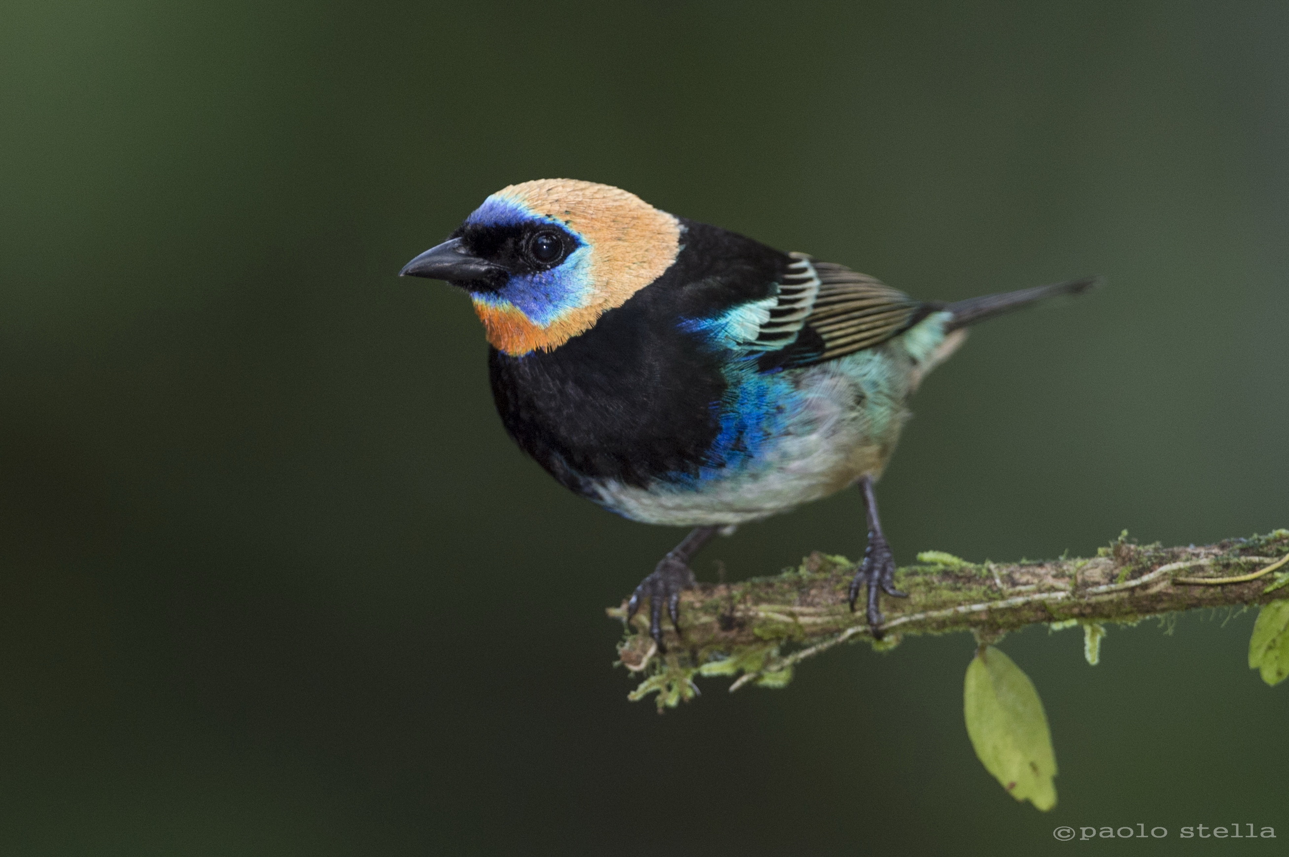 Golden hooded Tanager...