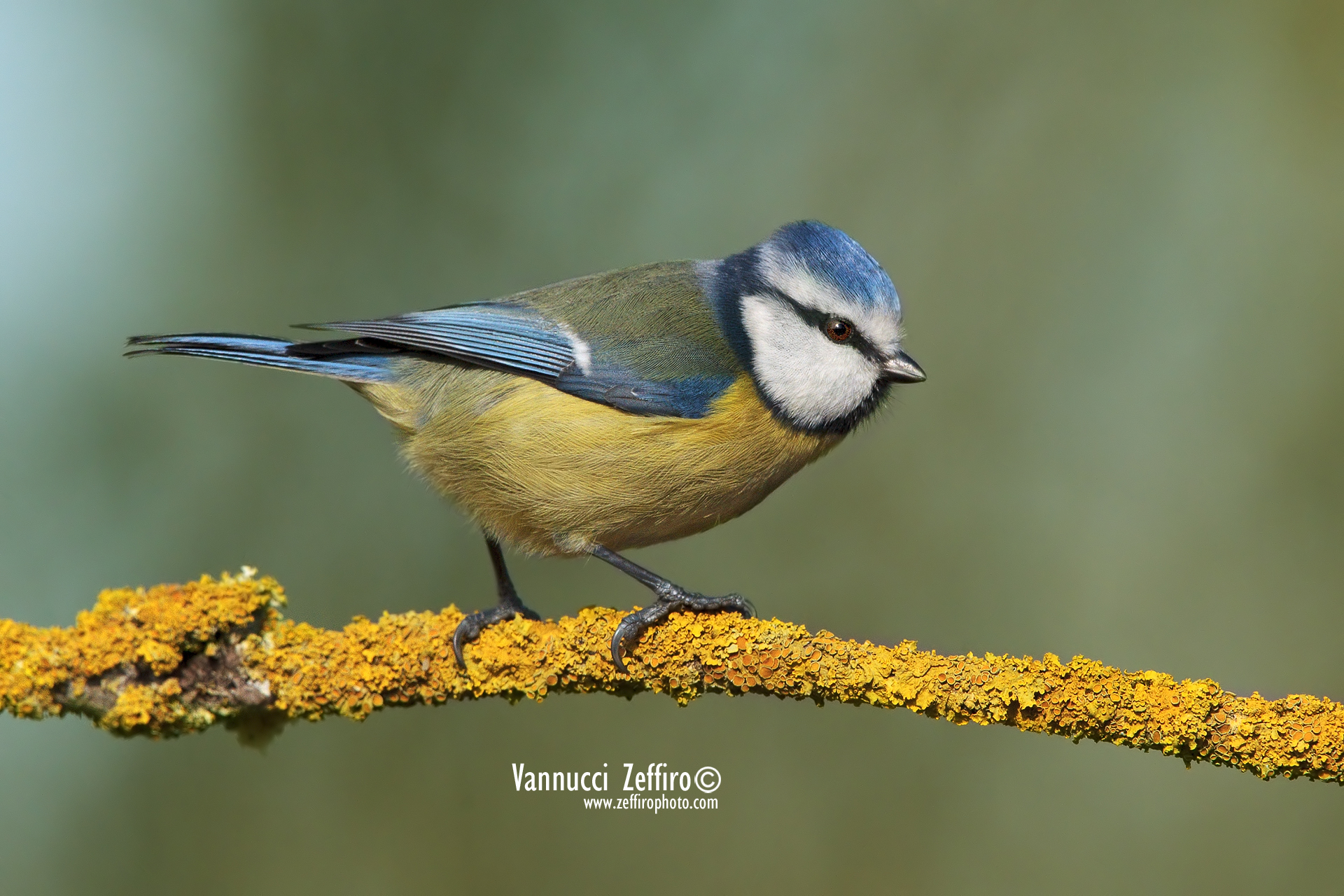 Blue Tit by Capano...