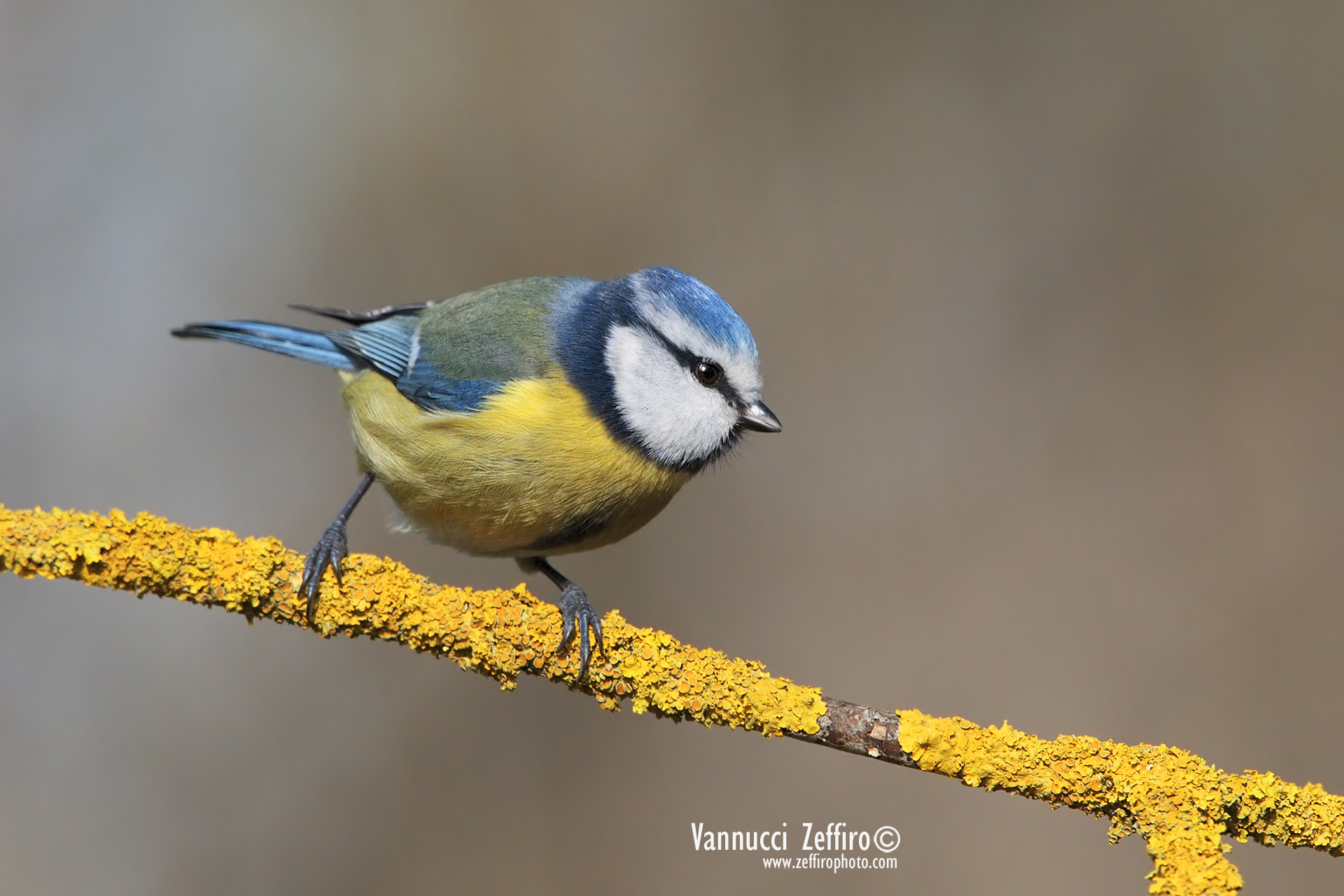 Blue Tit by Capano in...