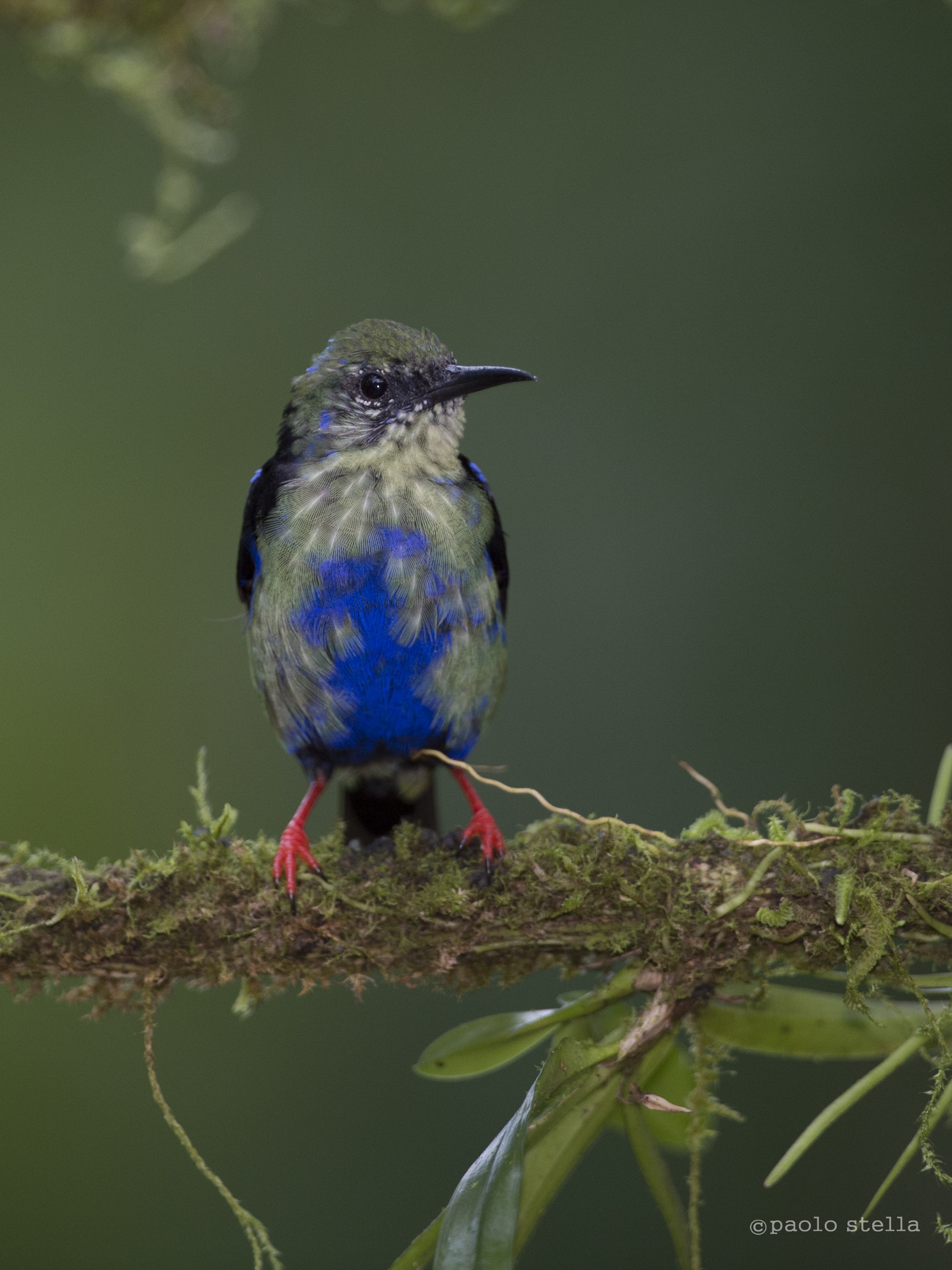 Redlegged Honeycreeper...