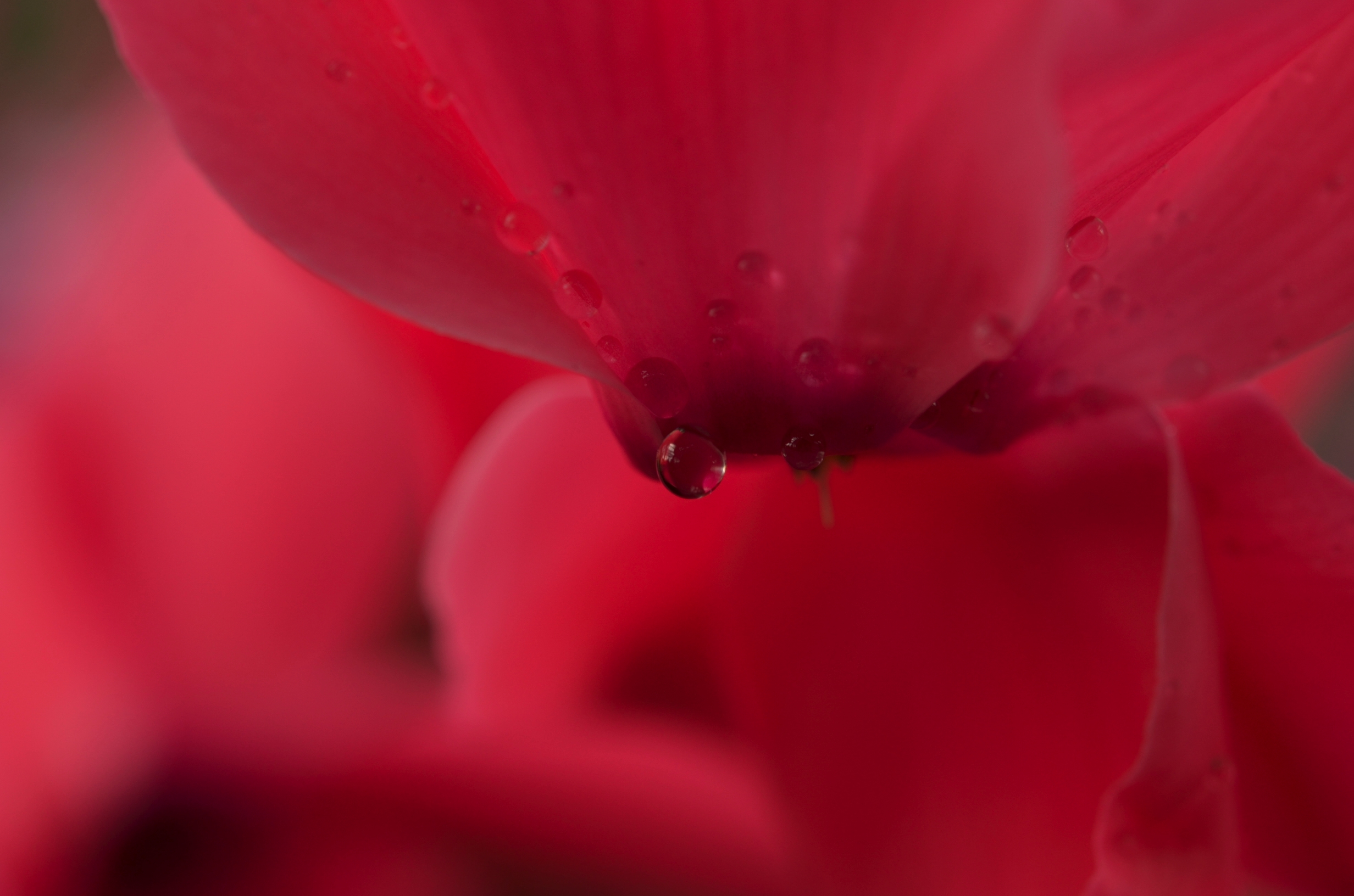 Flowers wet-Nikon 5100 Nikon 60mm lens...