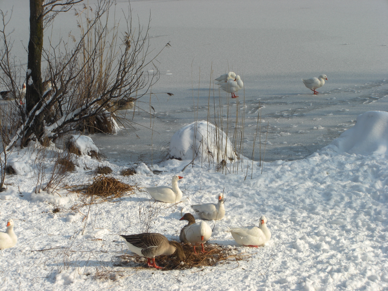 geese on the frozen lake (Segrino)...