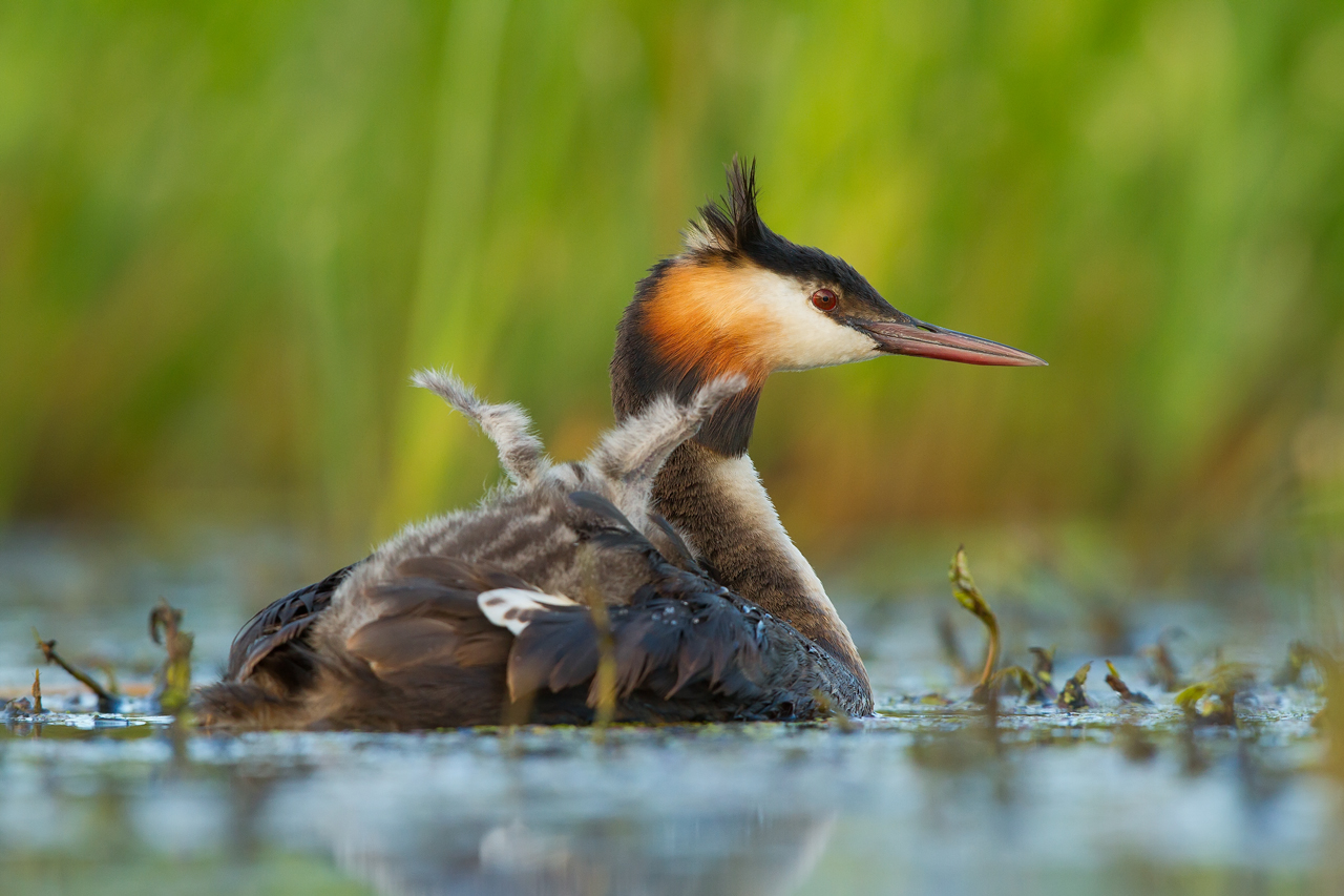 Great Crested Grebe...