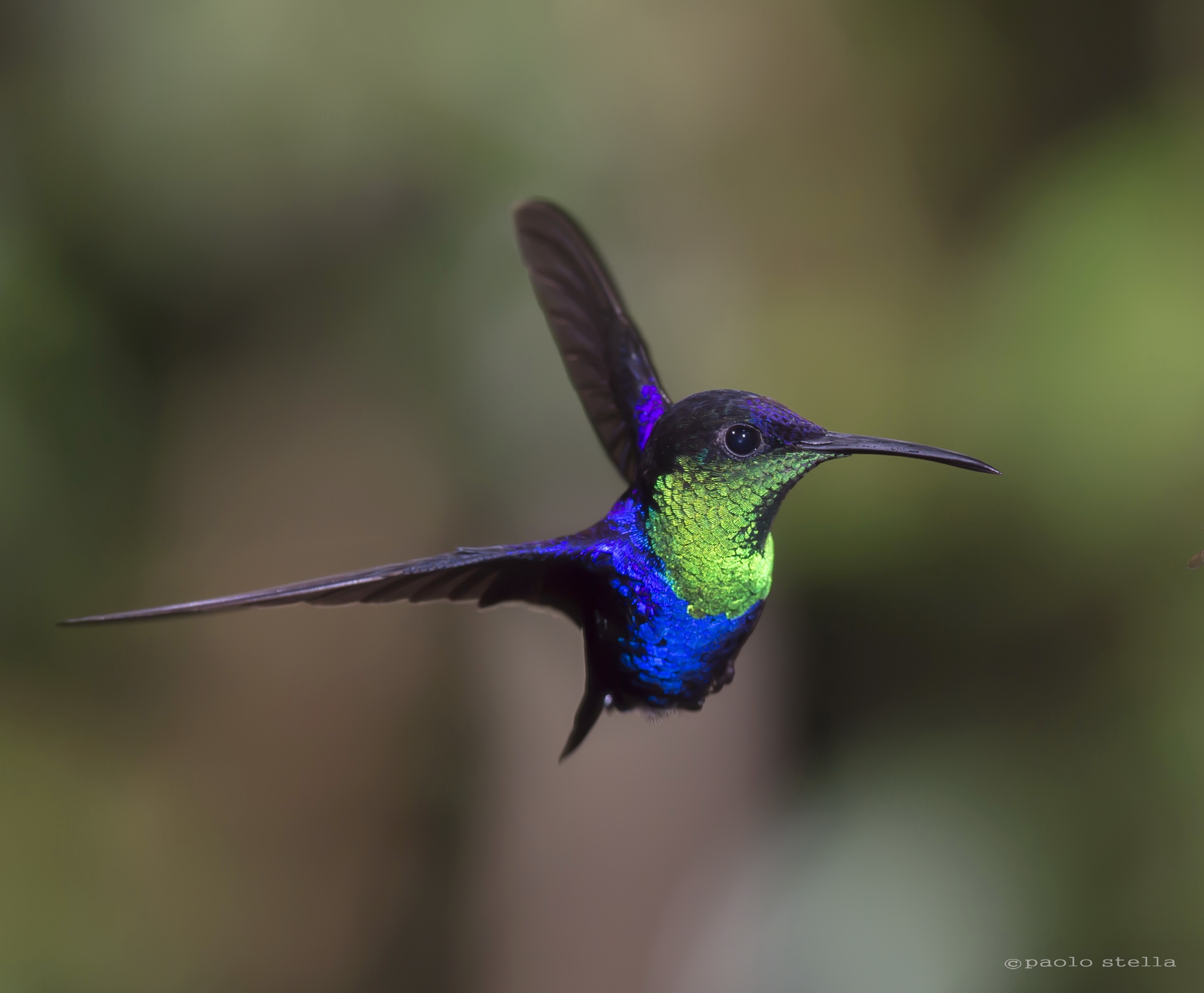 Wood Nymph hummingbird...