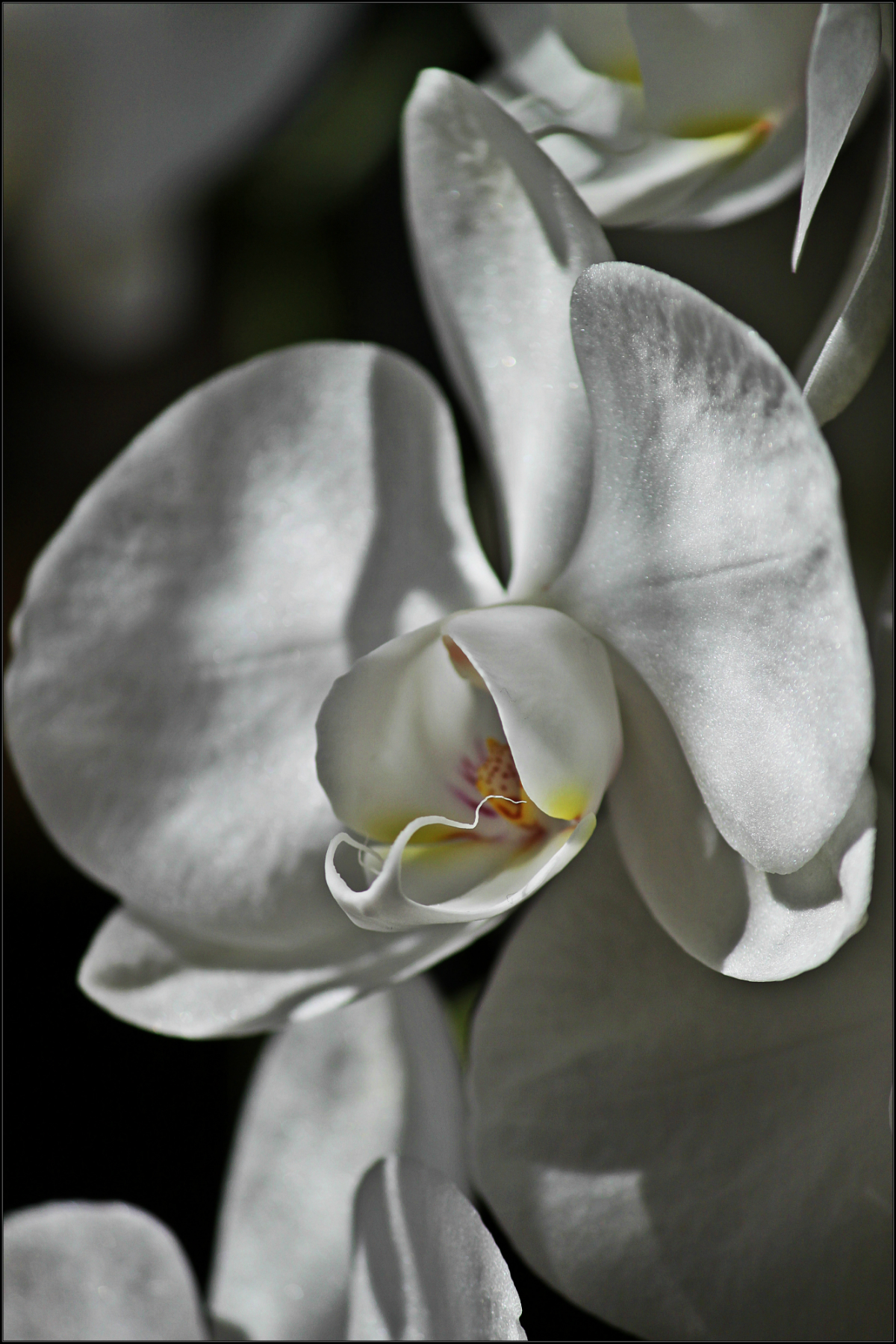 White orchid...