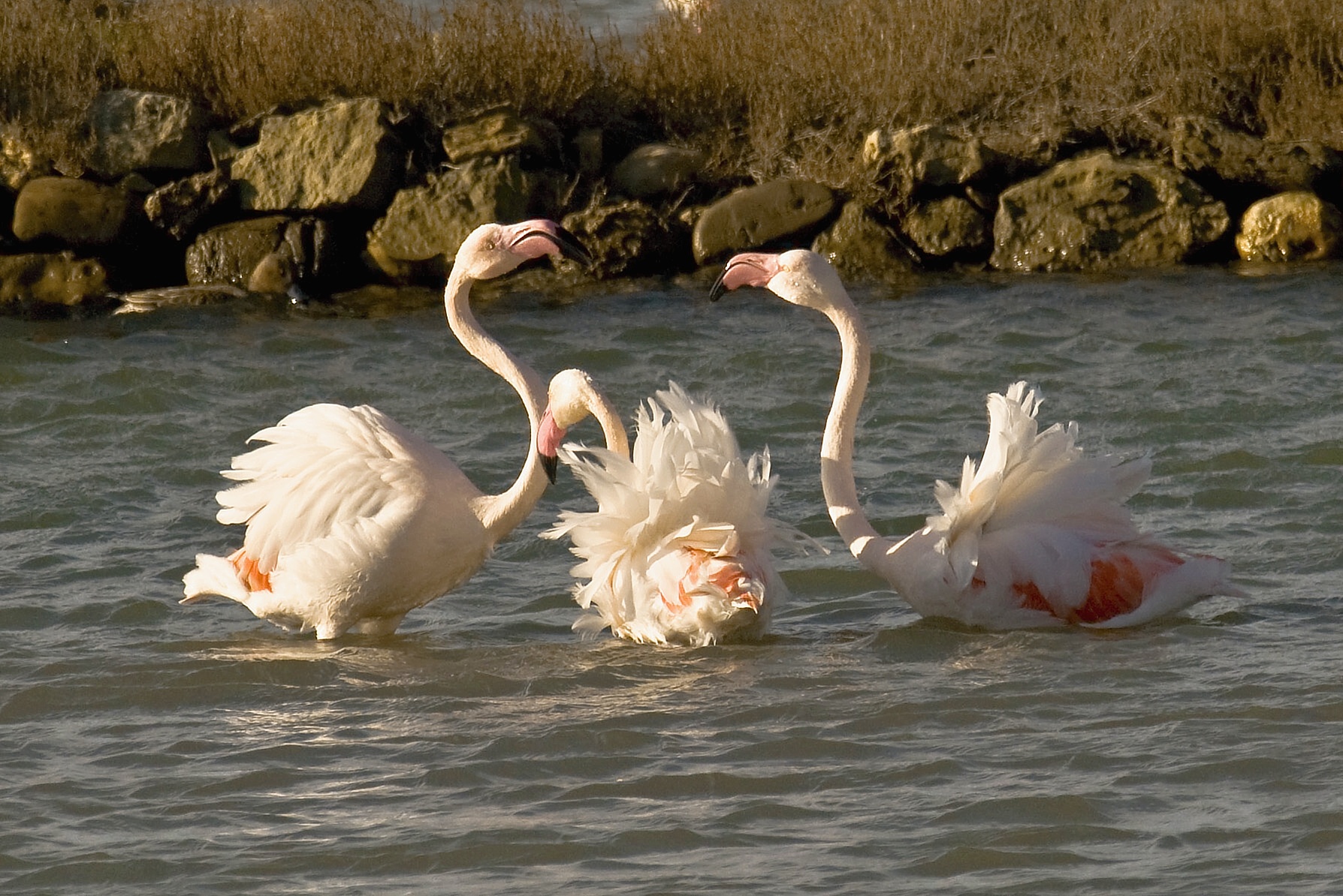 Pink flamingos in courtship...