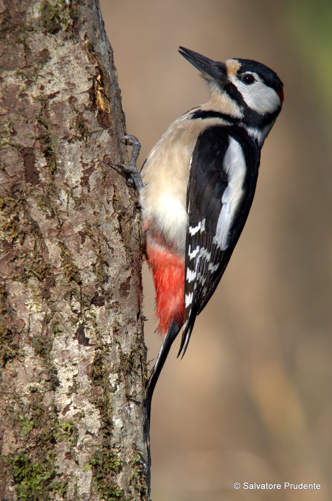 A male great spotted woodpecker...