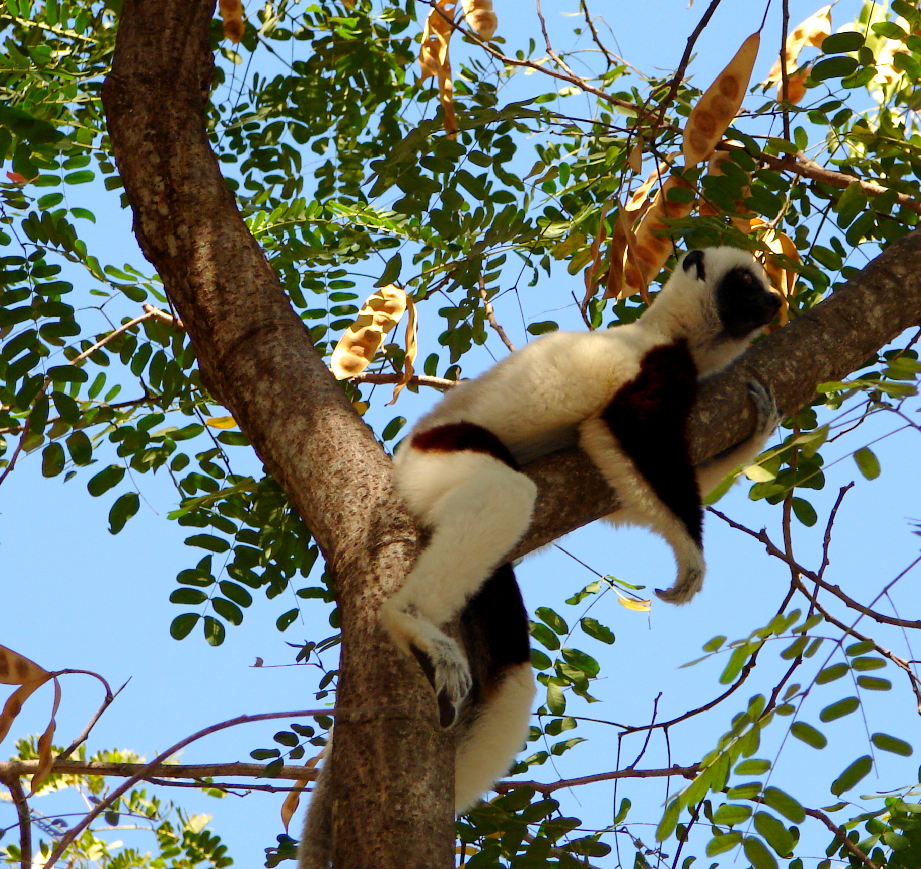 Momento di relax! (Madagascar)...
