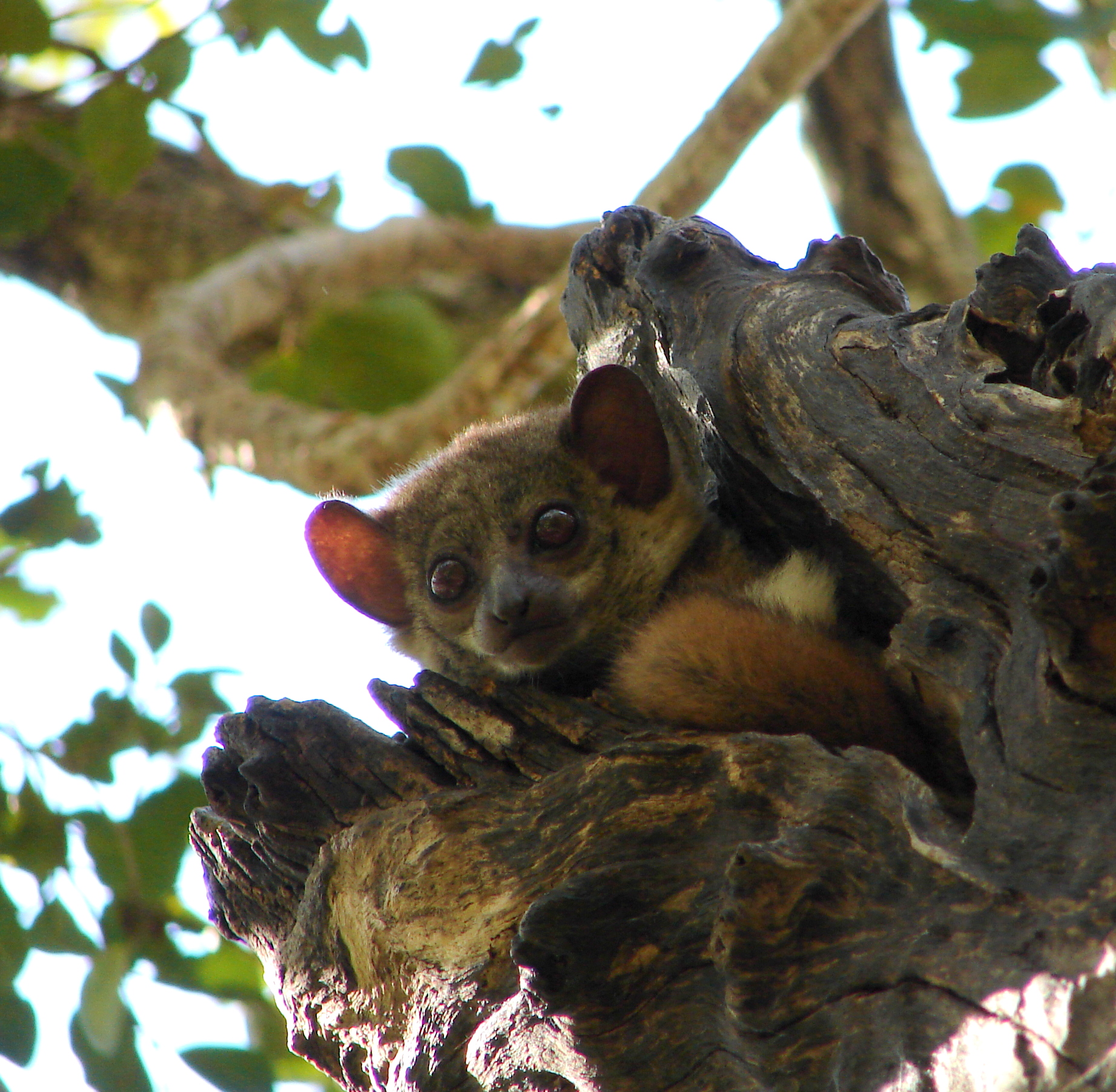 Lemur on his face puzzled! (Madagascar)...