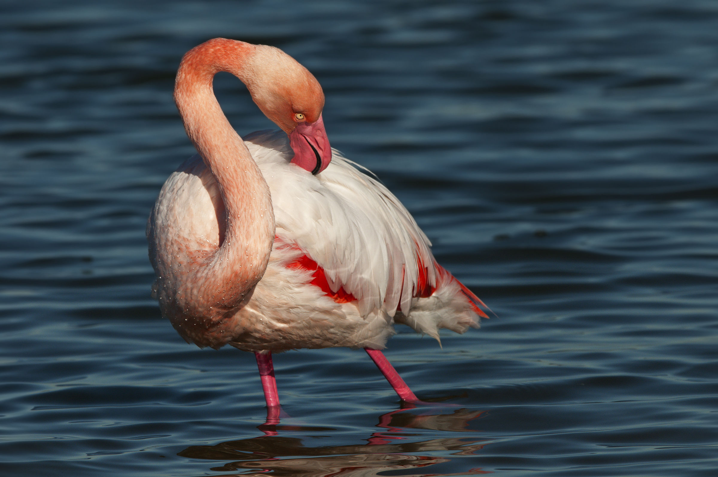 flamingo in cleaning...