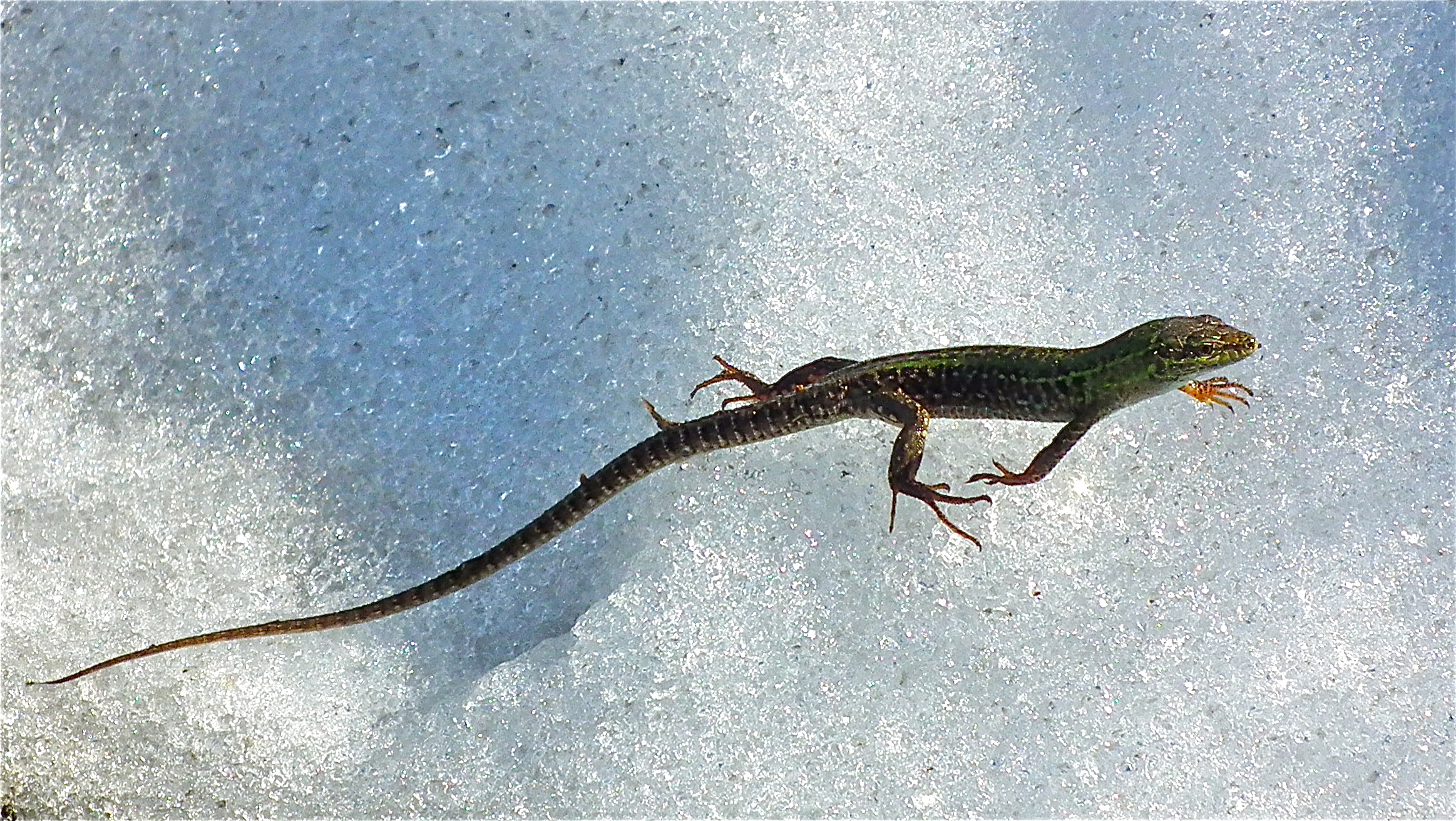 Lizard on ice...
