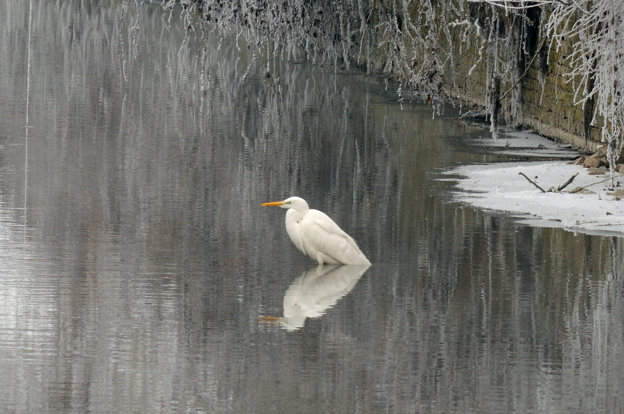 White Heron...