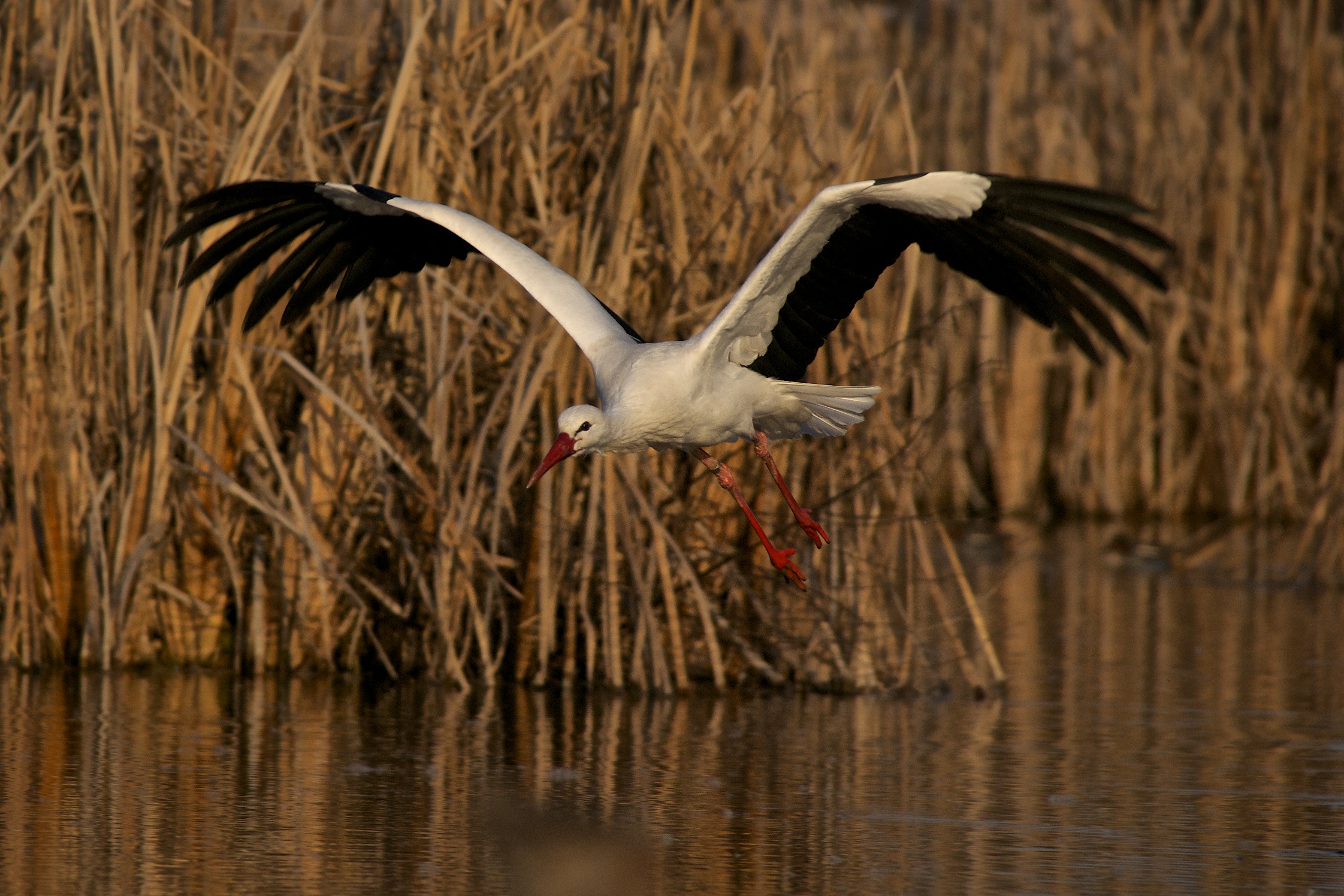 White Stork...