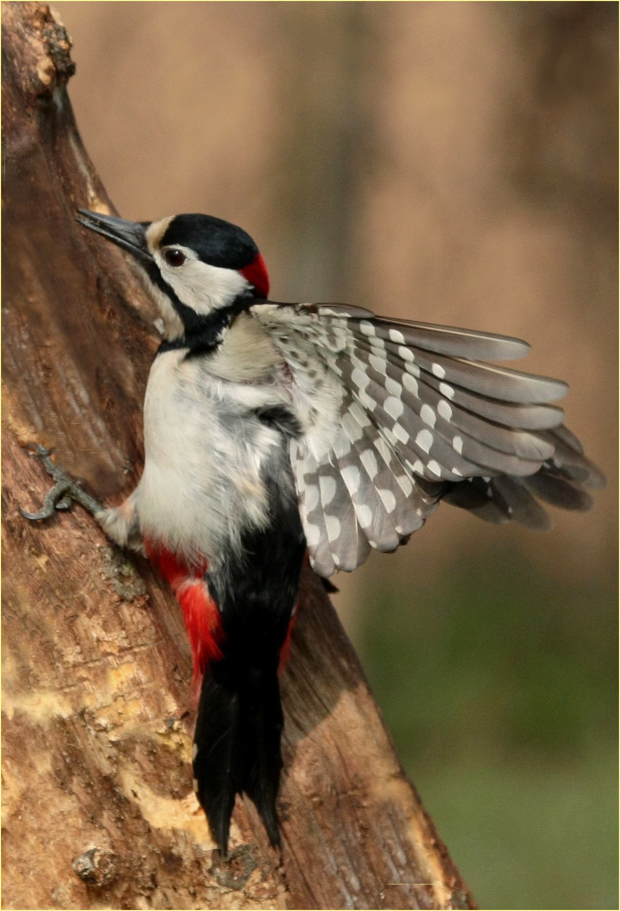 ,, Woodpecker,...