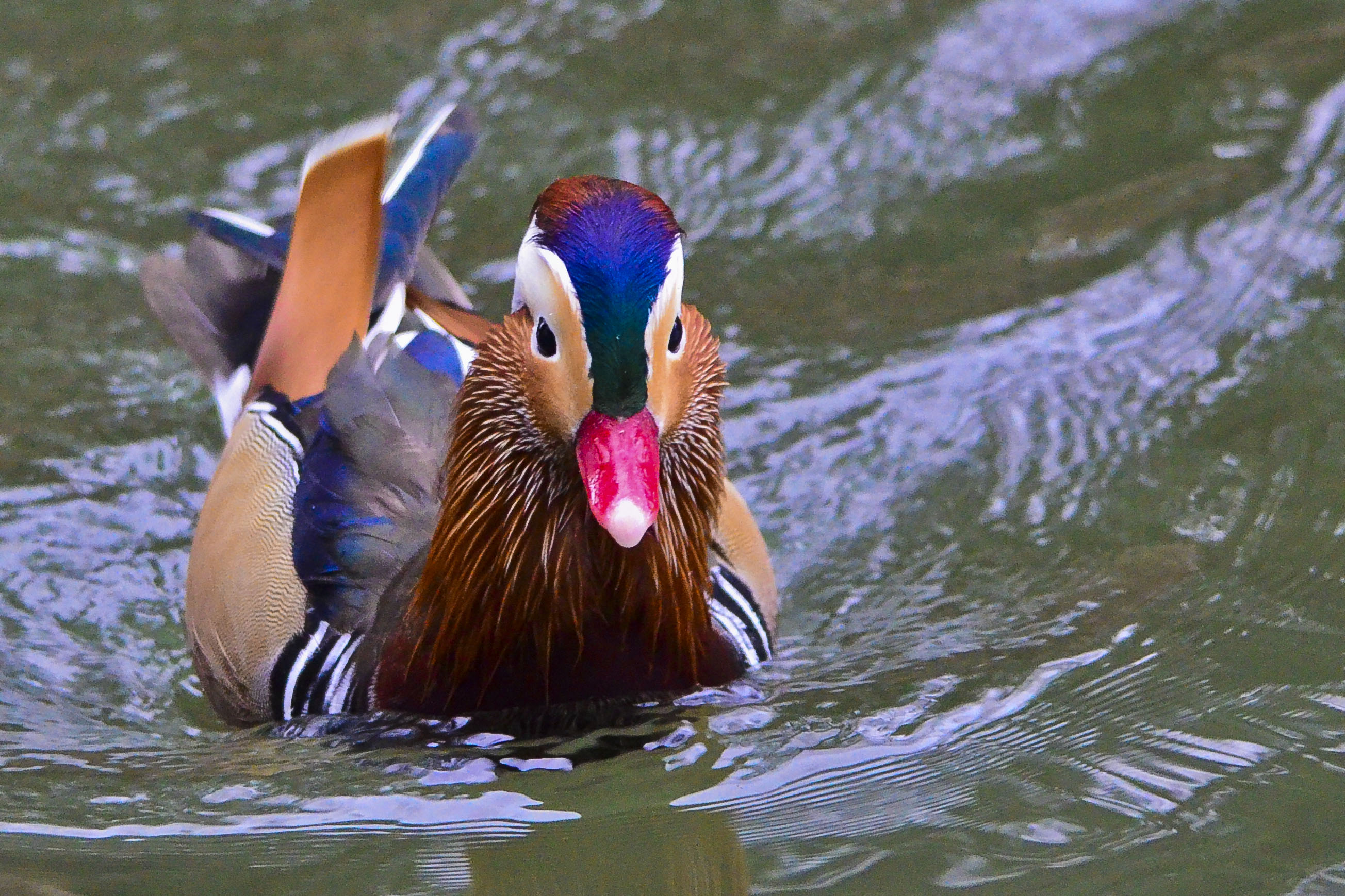 Mandarina Duck Male...