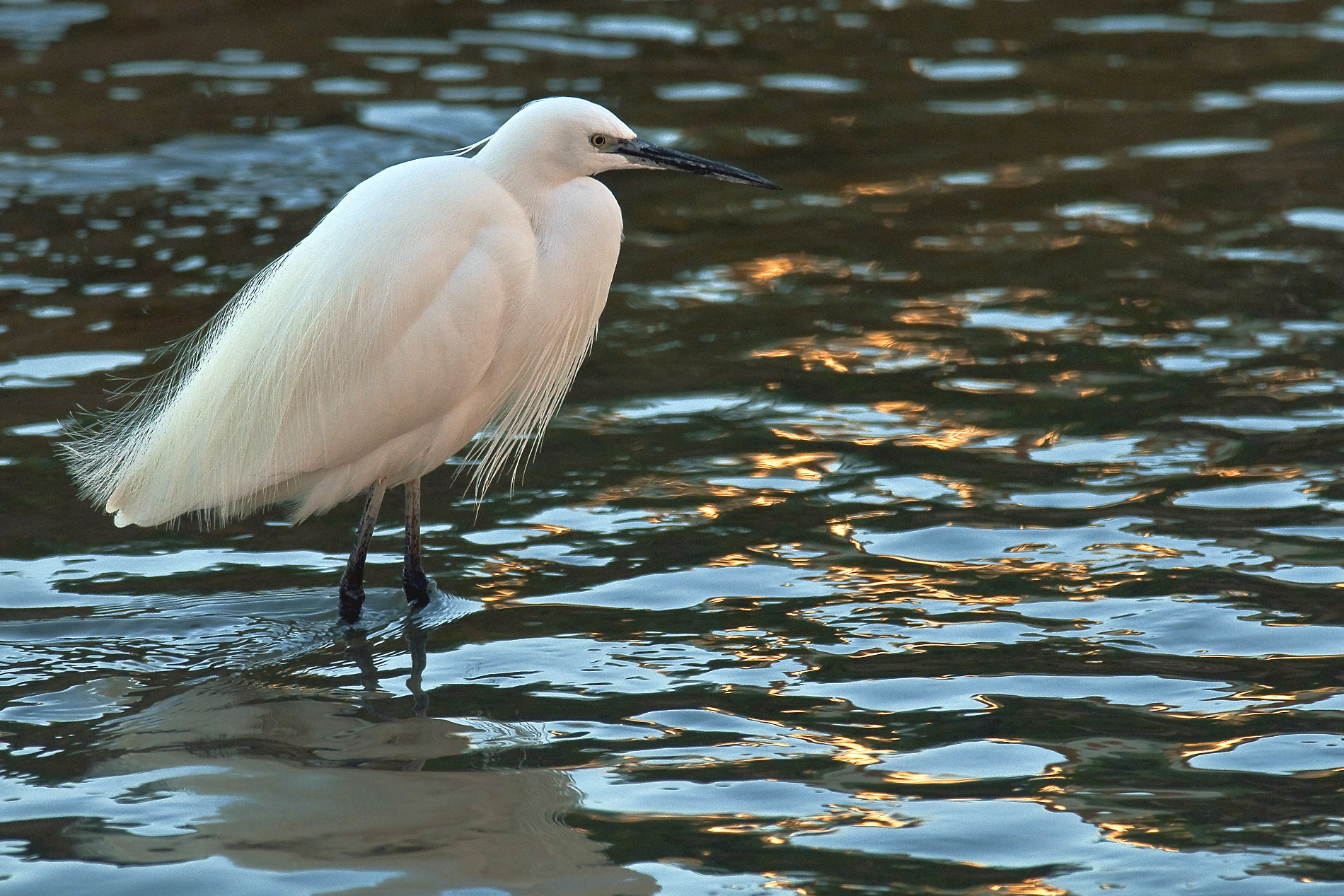 Egret at sunset...