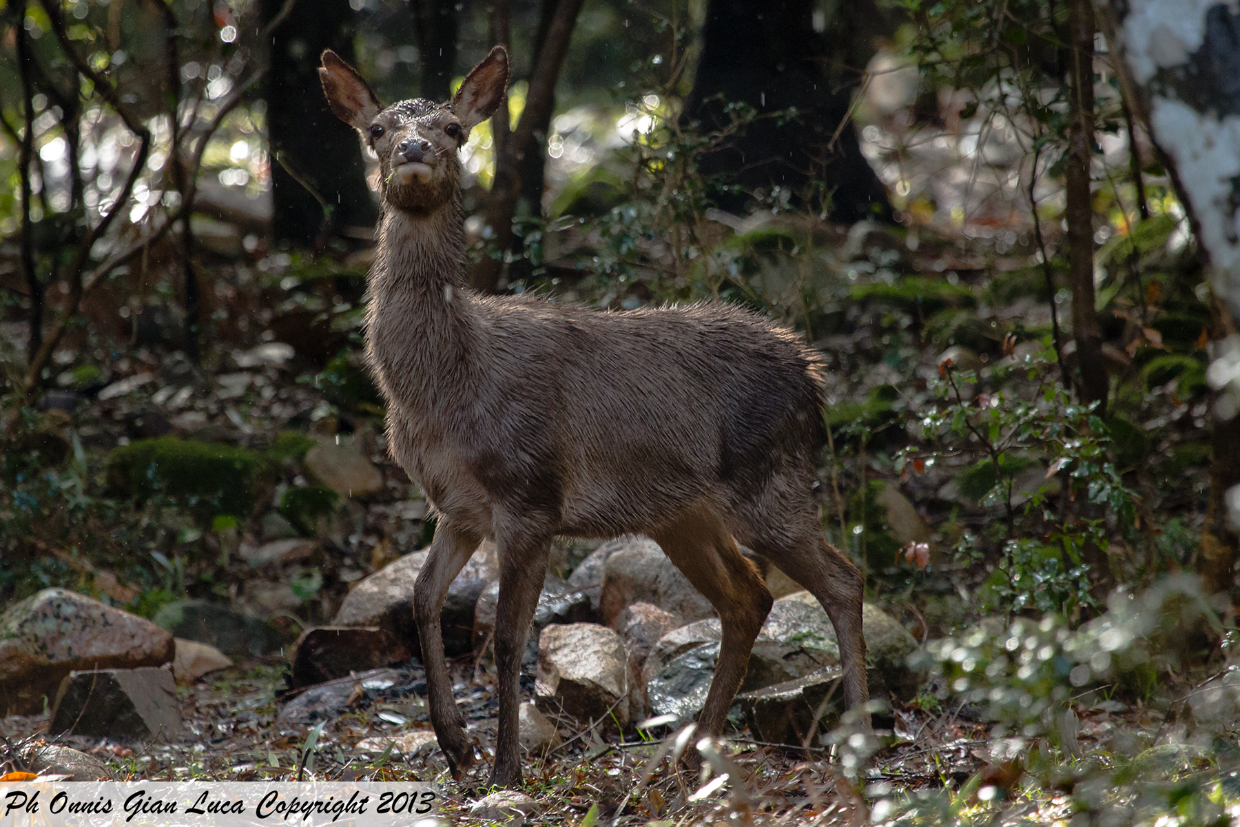 Sardinian deer...