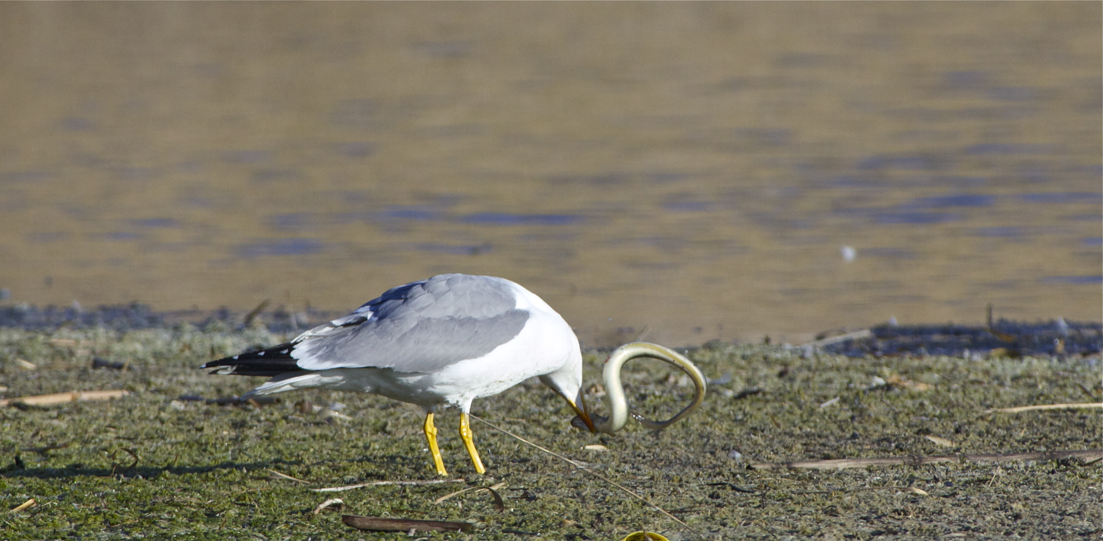 gull with eel...