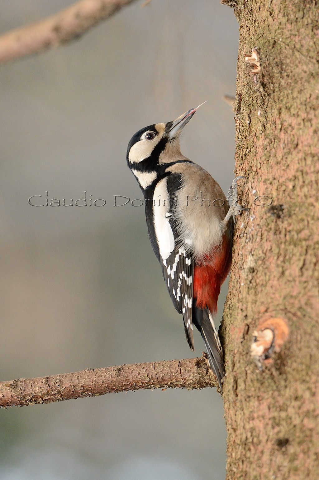 Female woodpecker...