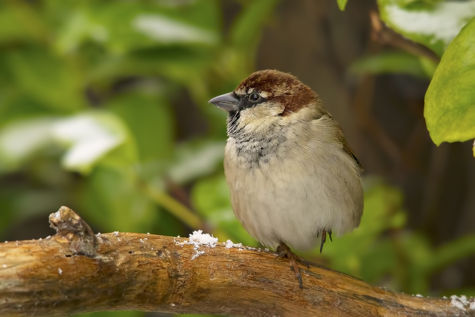 Sparrow to ISO 3200...