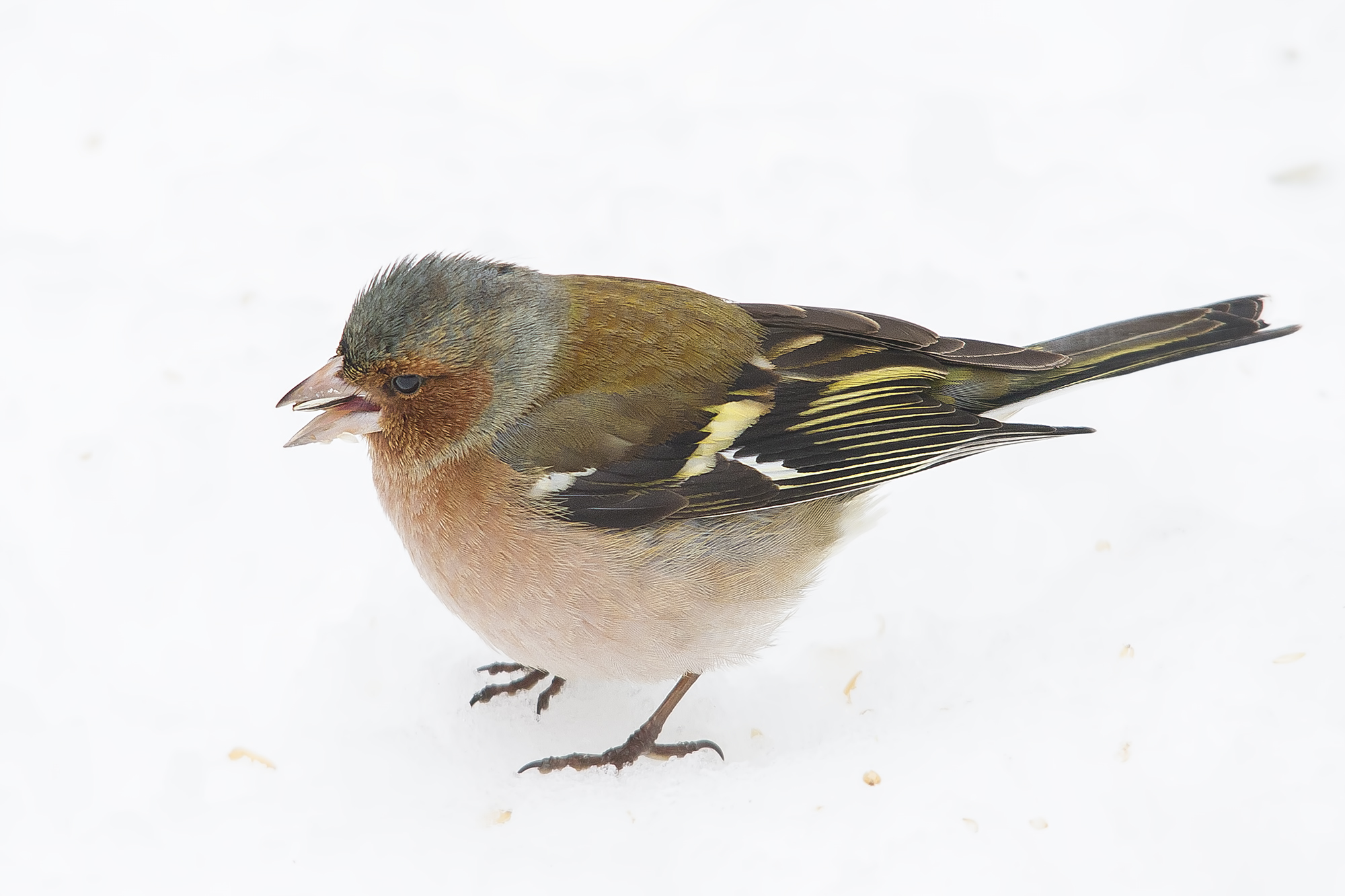 Chaffinch in the snow....