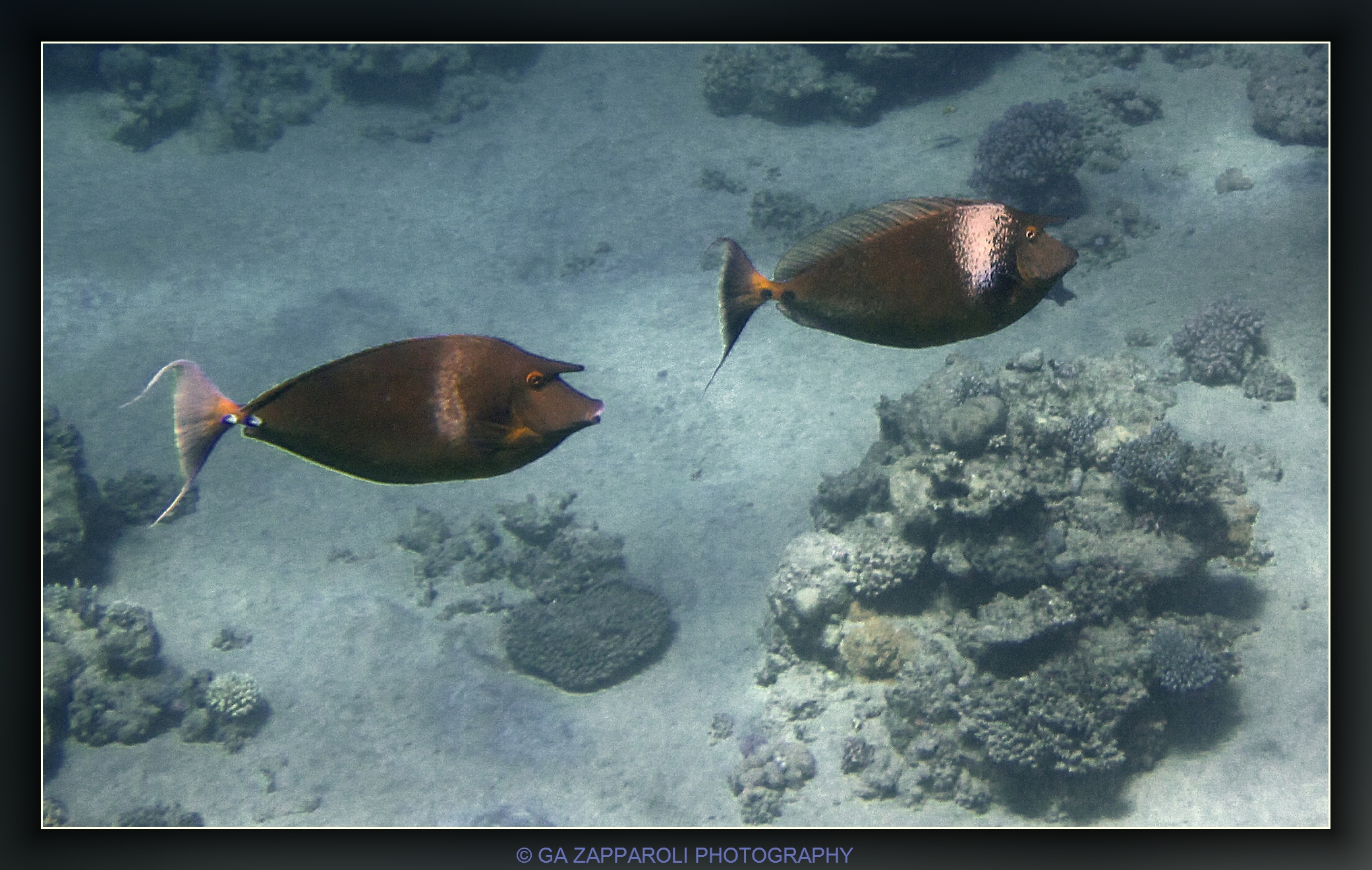 Red Sea - Ras Nasrani...