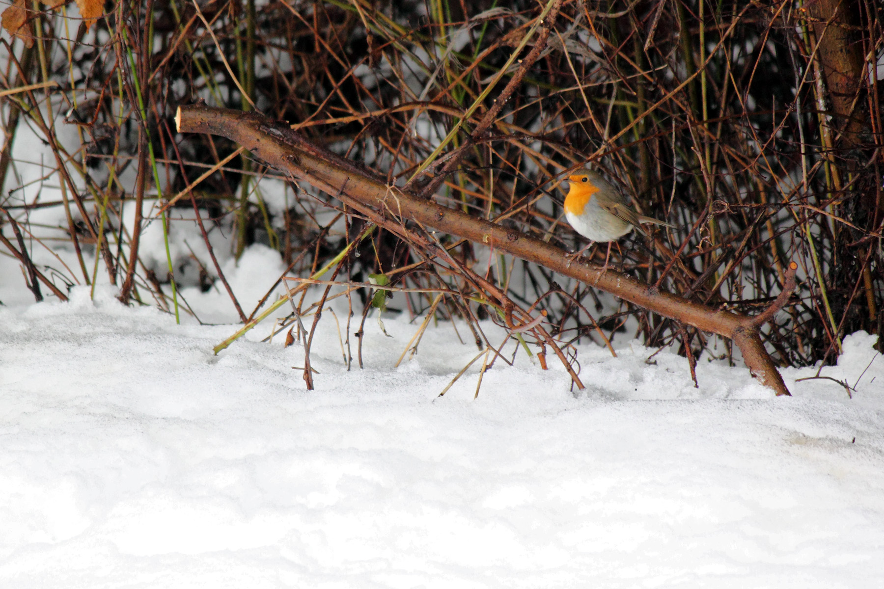 Robin in a snowy day...