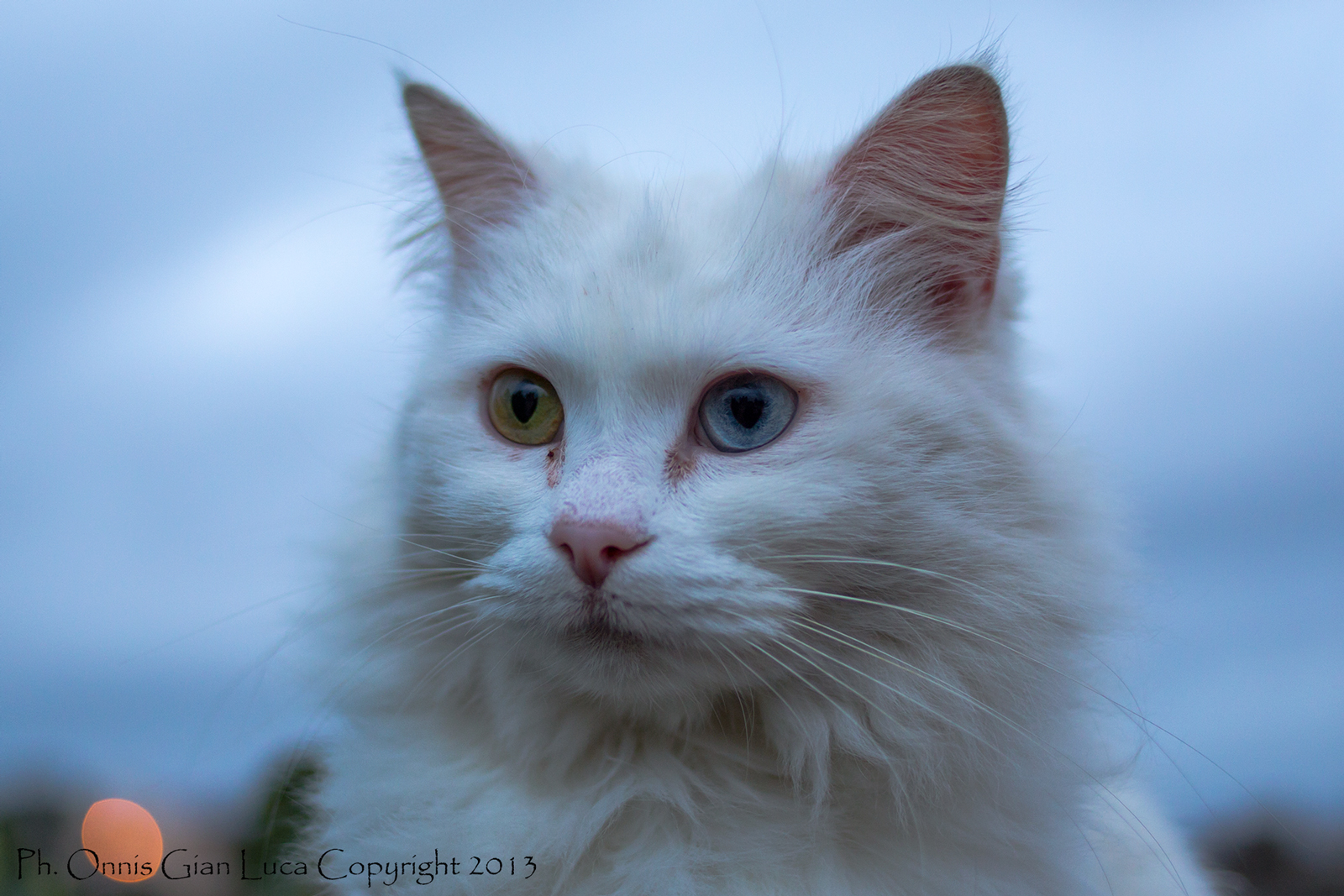 Cat with heterochromia...