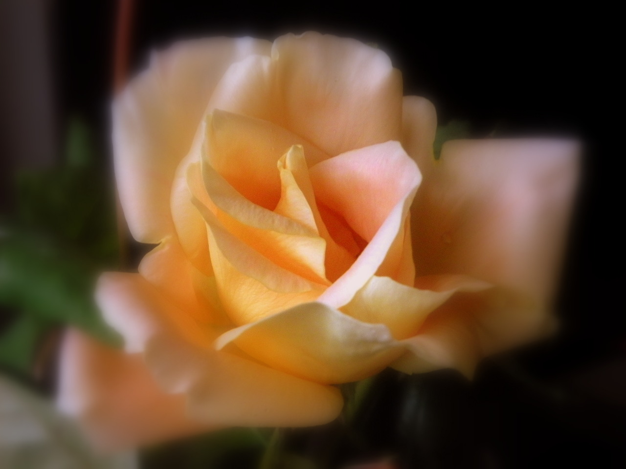 My fragrant rose...