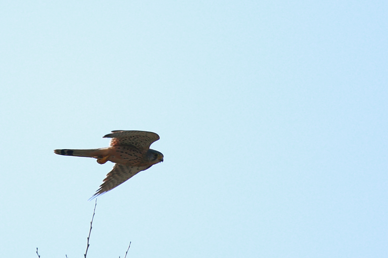 kestrel...